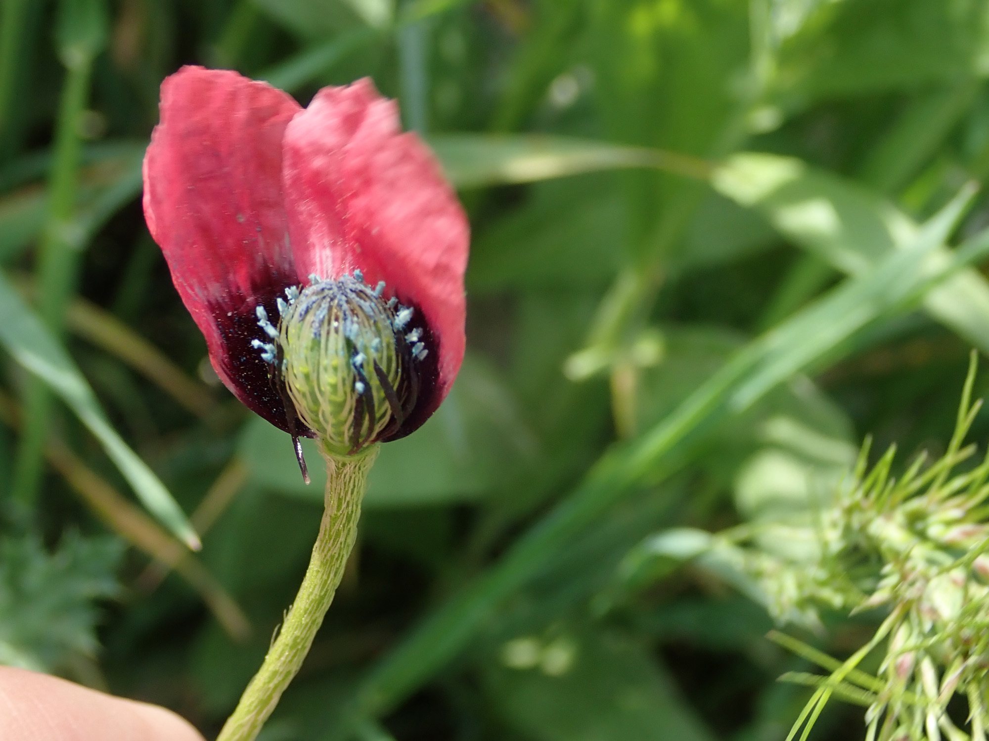 Papaver hybridum