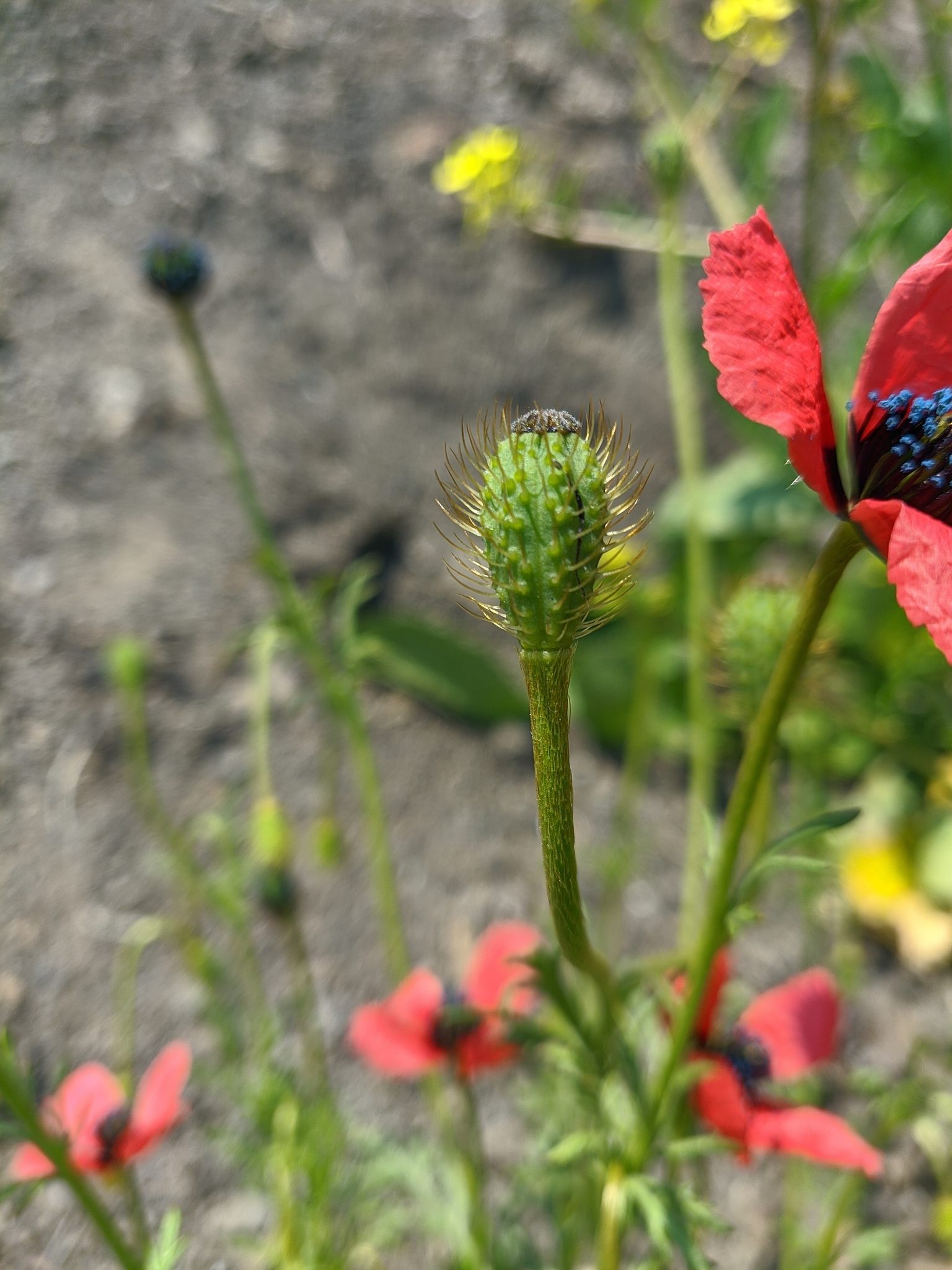 Papaver hybridum