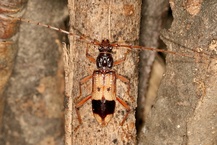 Phoracantha recurva
