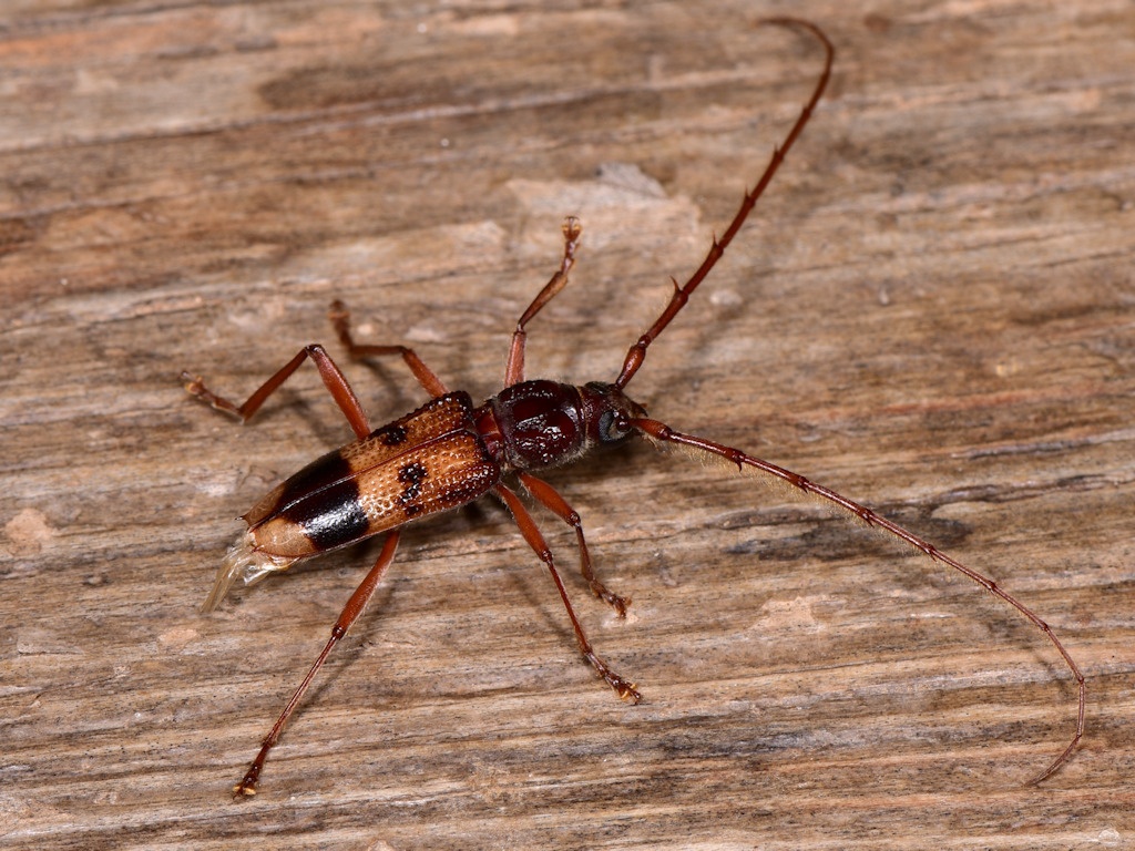 Phoracantha recurva