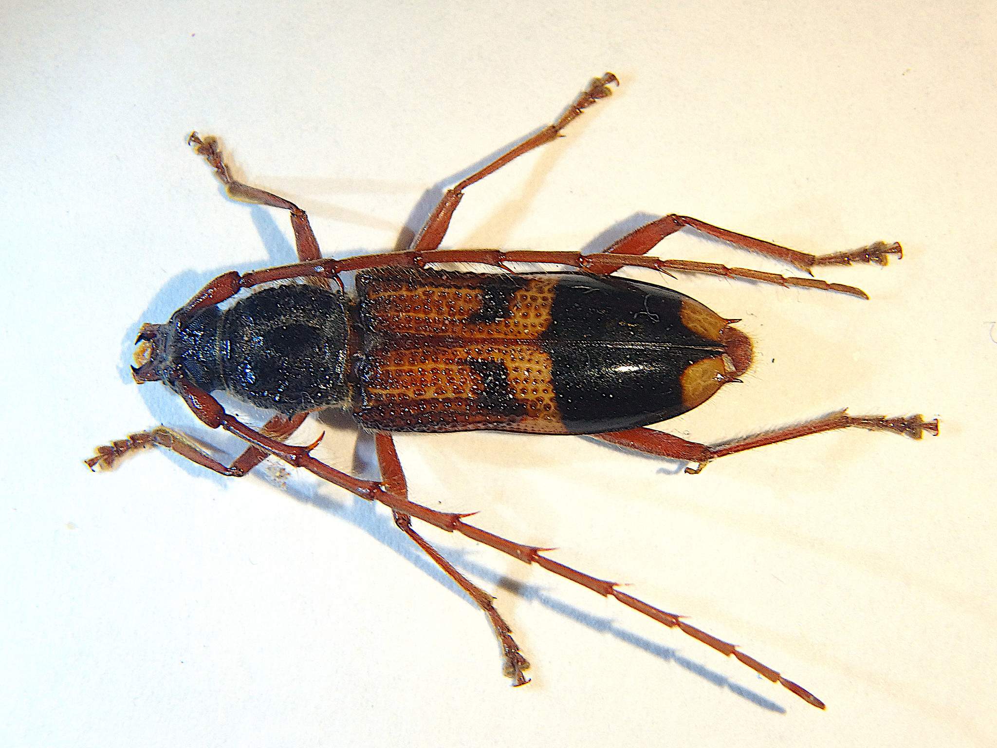 Phoracantha recurva