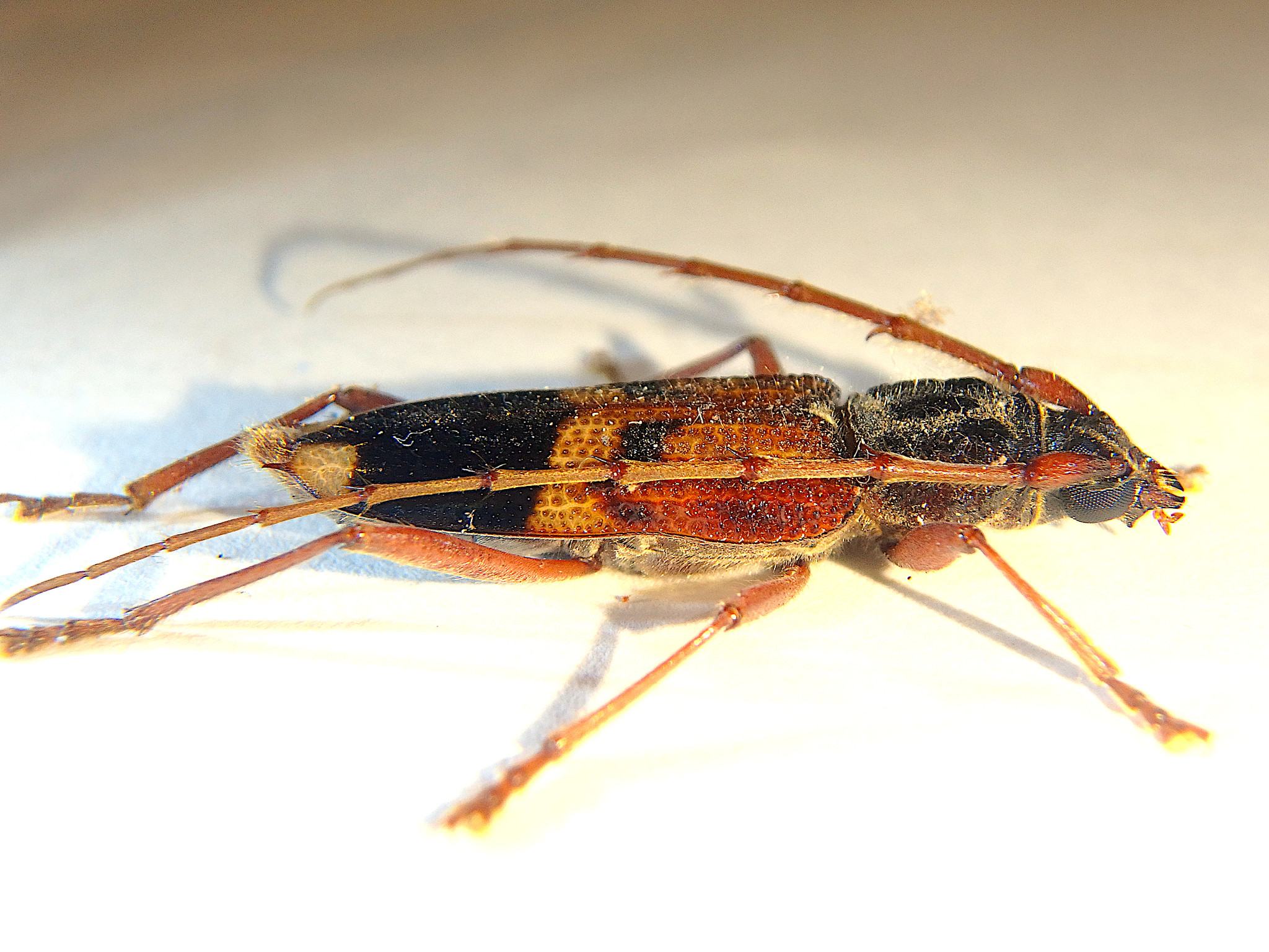 Phoracantha recurva