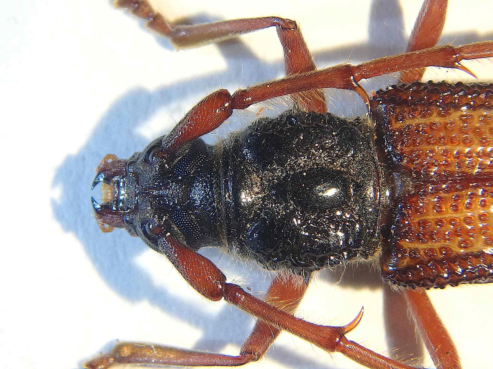 Phoracantha recurva