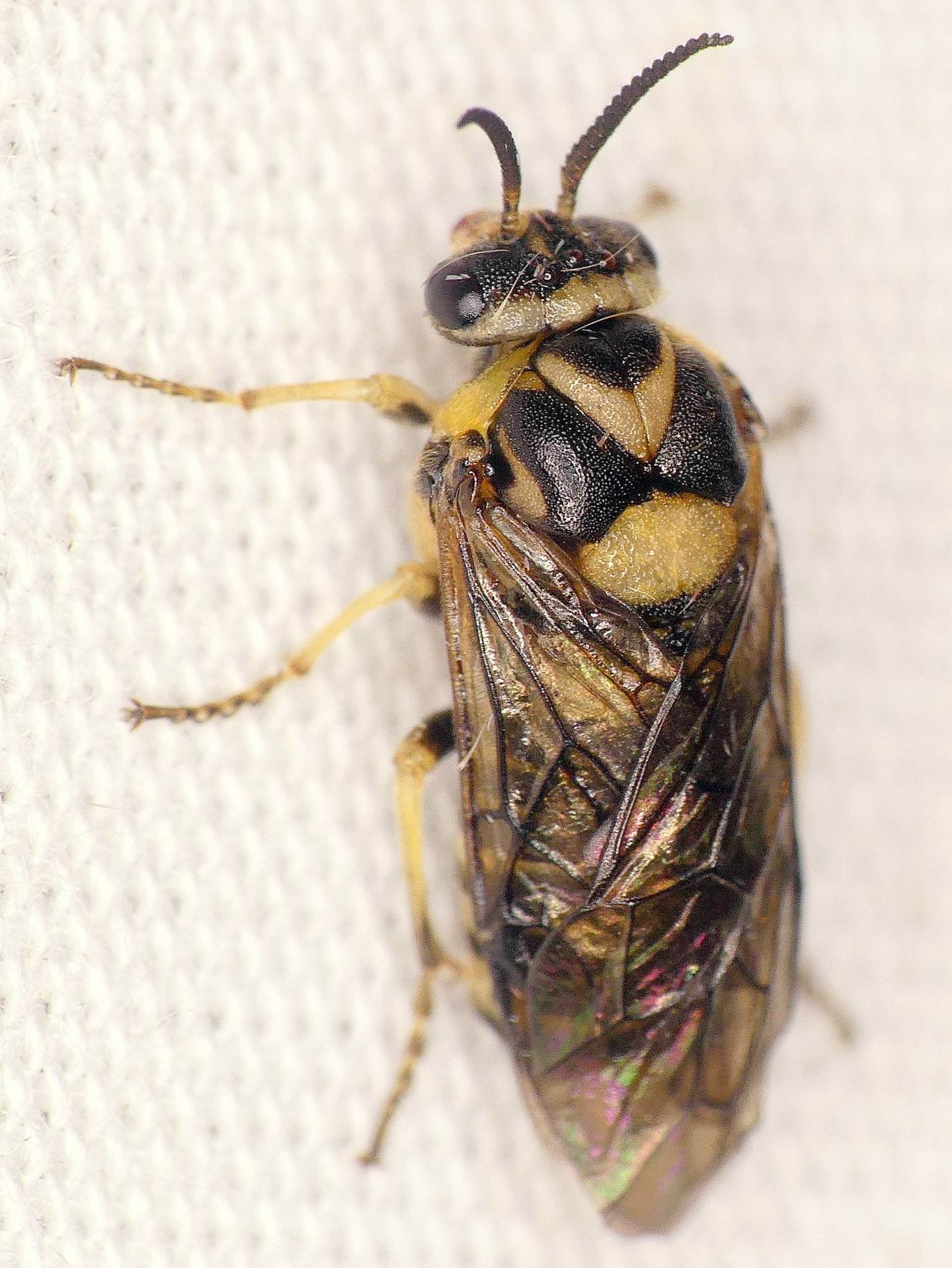 Gilpinia hercyniae