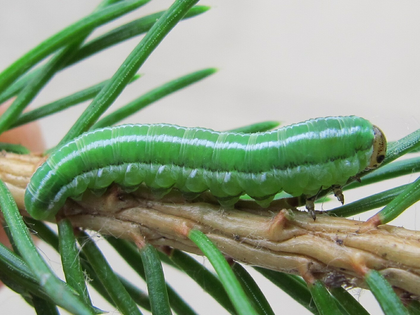 Gilpinia hercyniae
