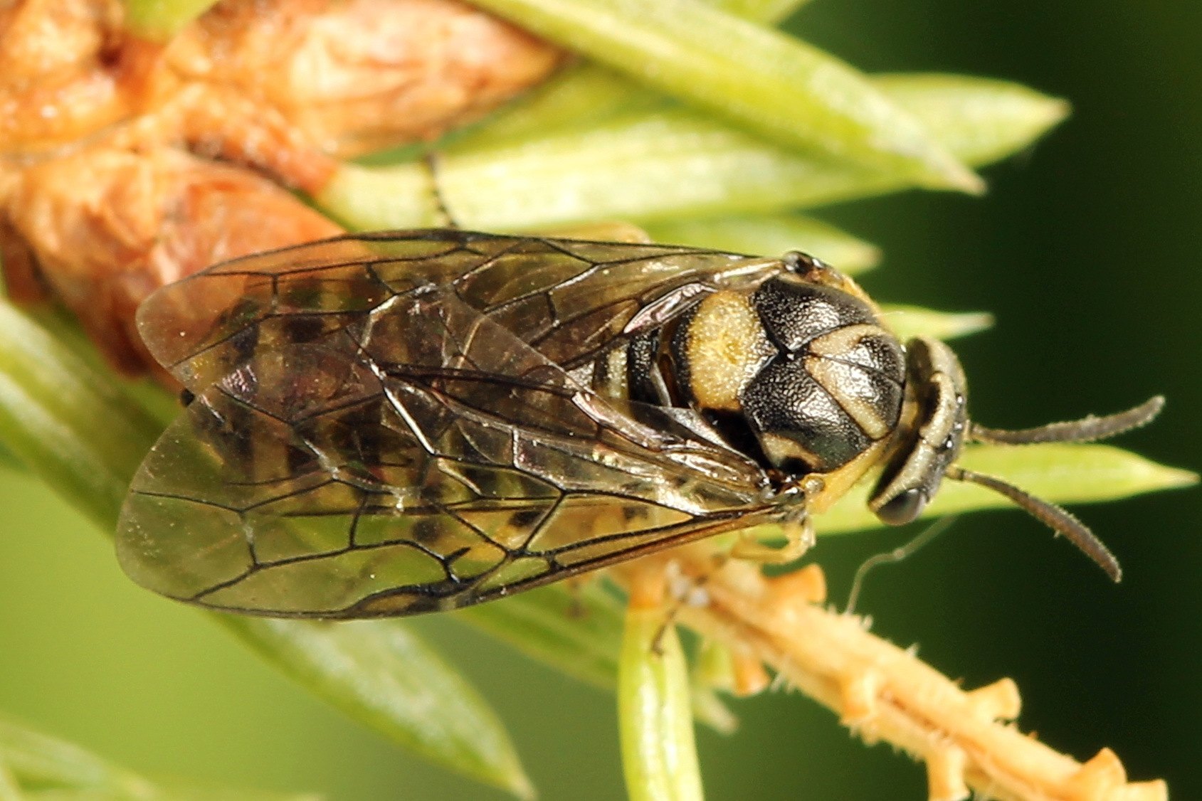 Gilpinia hercyniae