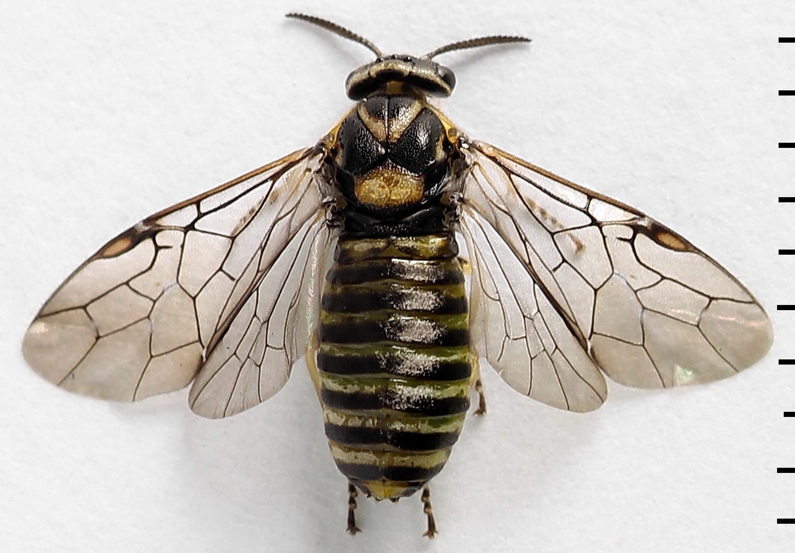 Gilpinia hercyniae