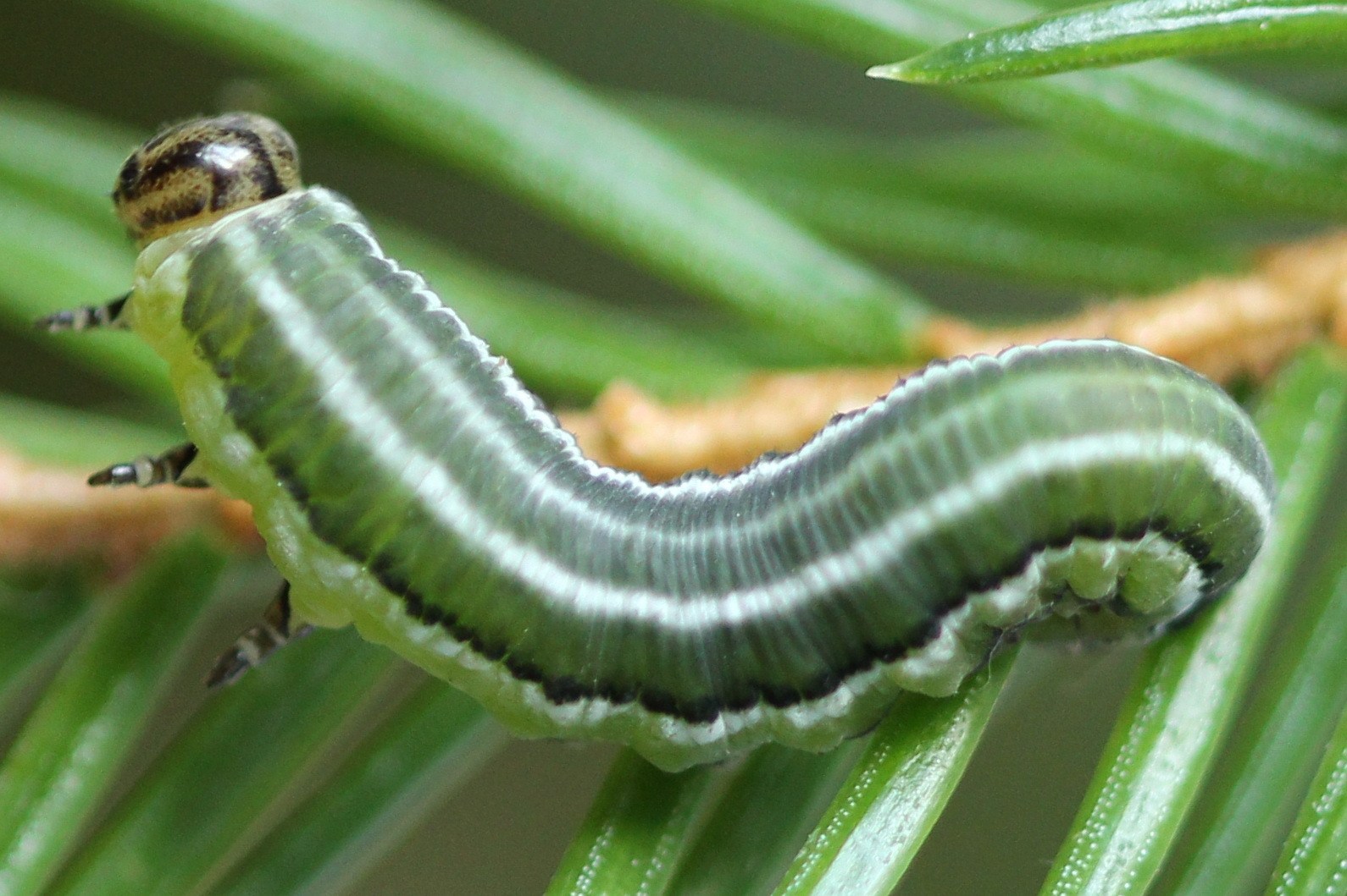 Gilpinia hercyniae