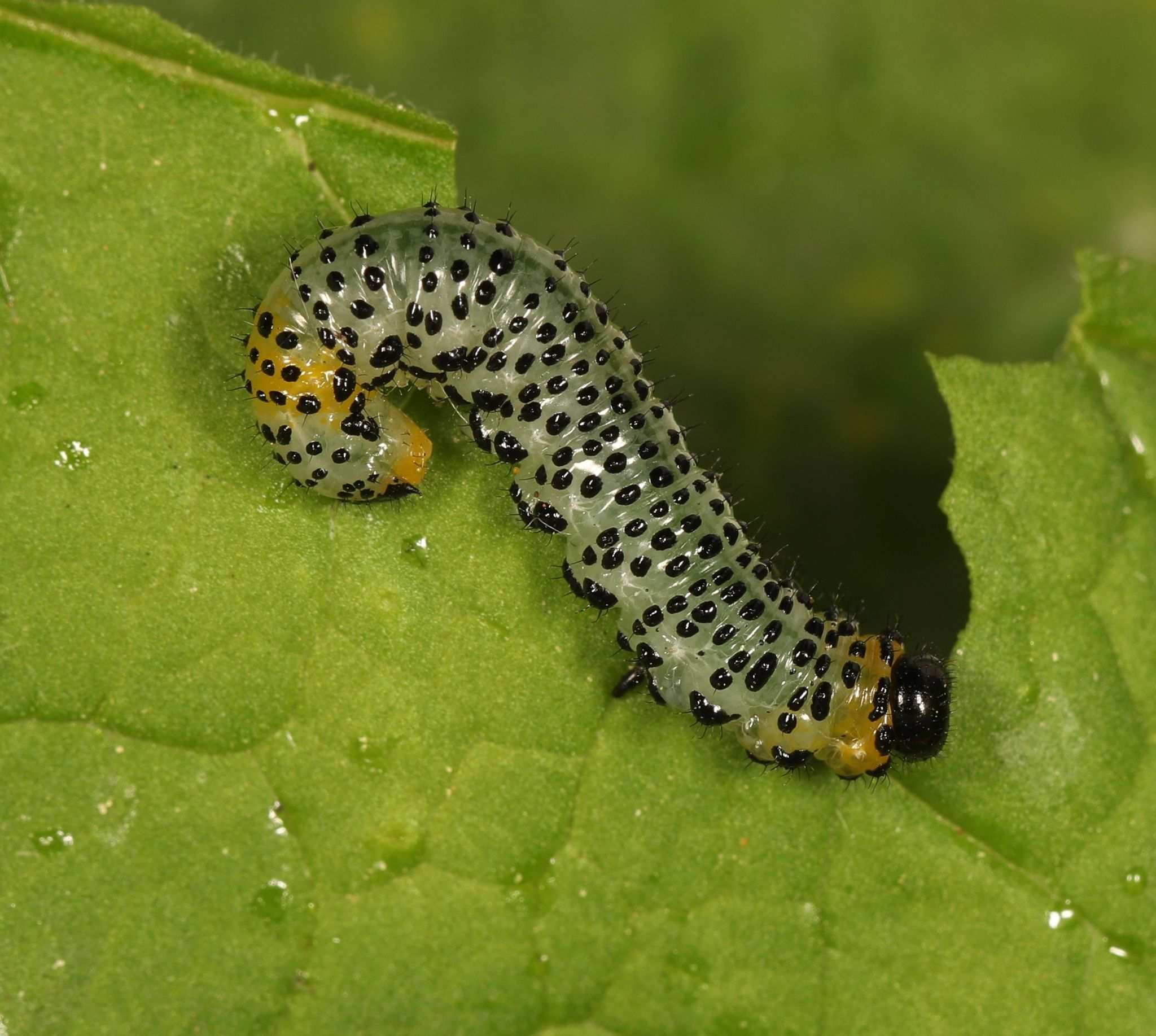 Euura ribesii