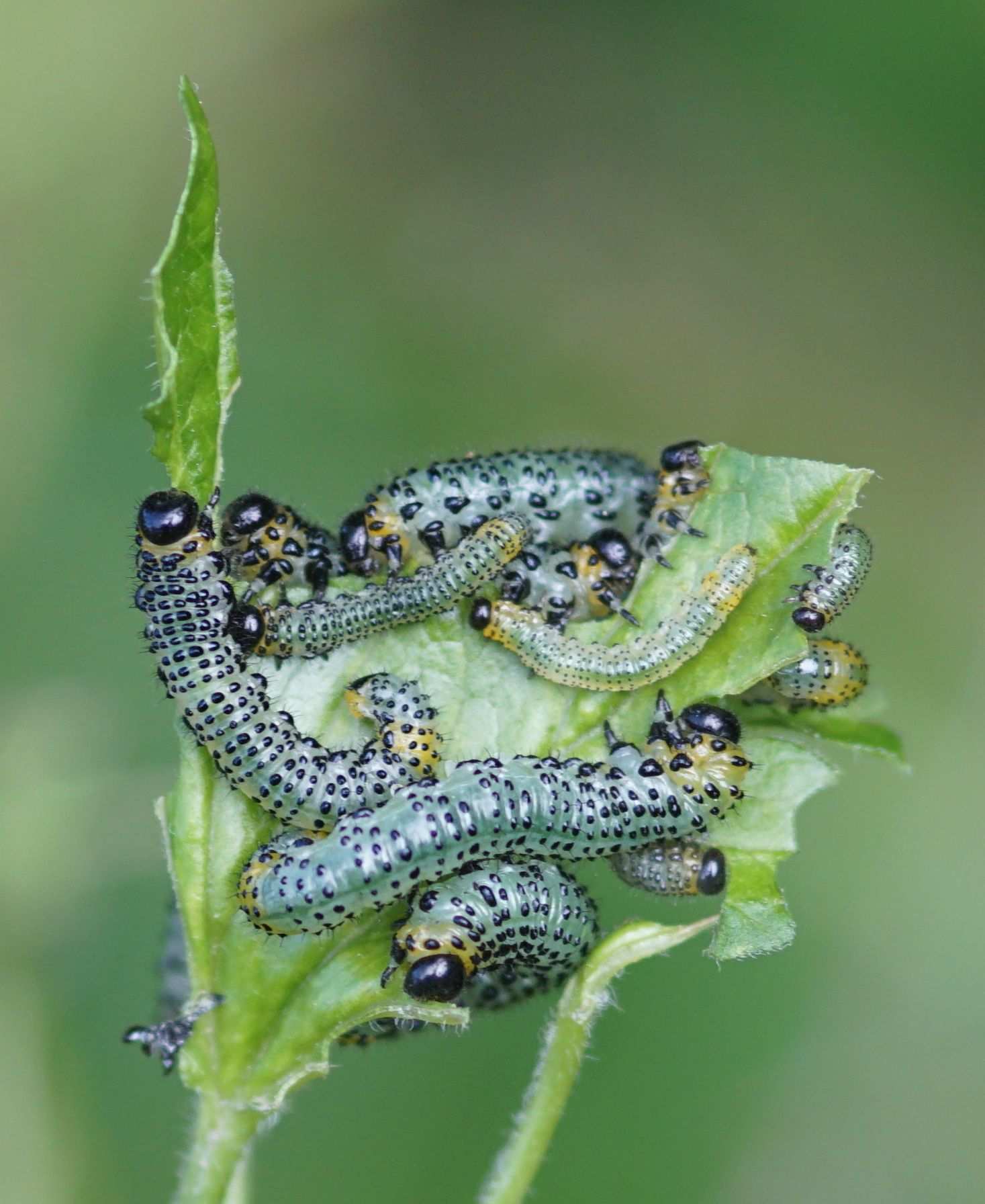 Euura ribesii
