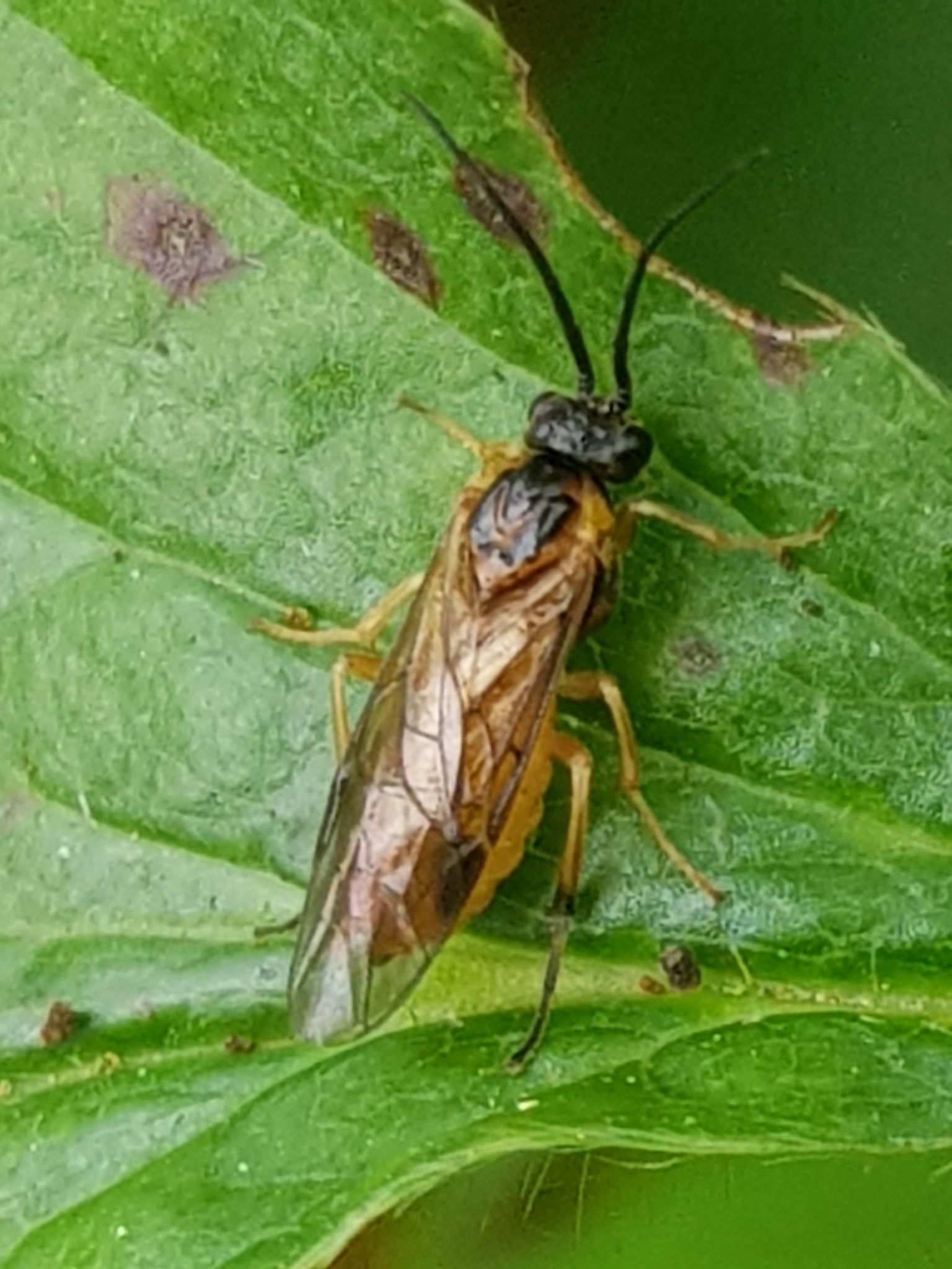 Euura ribesii