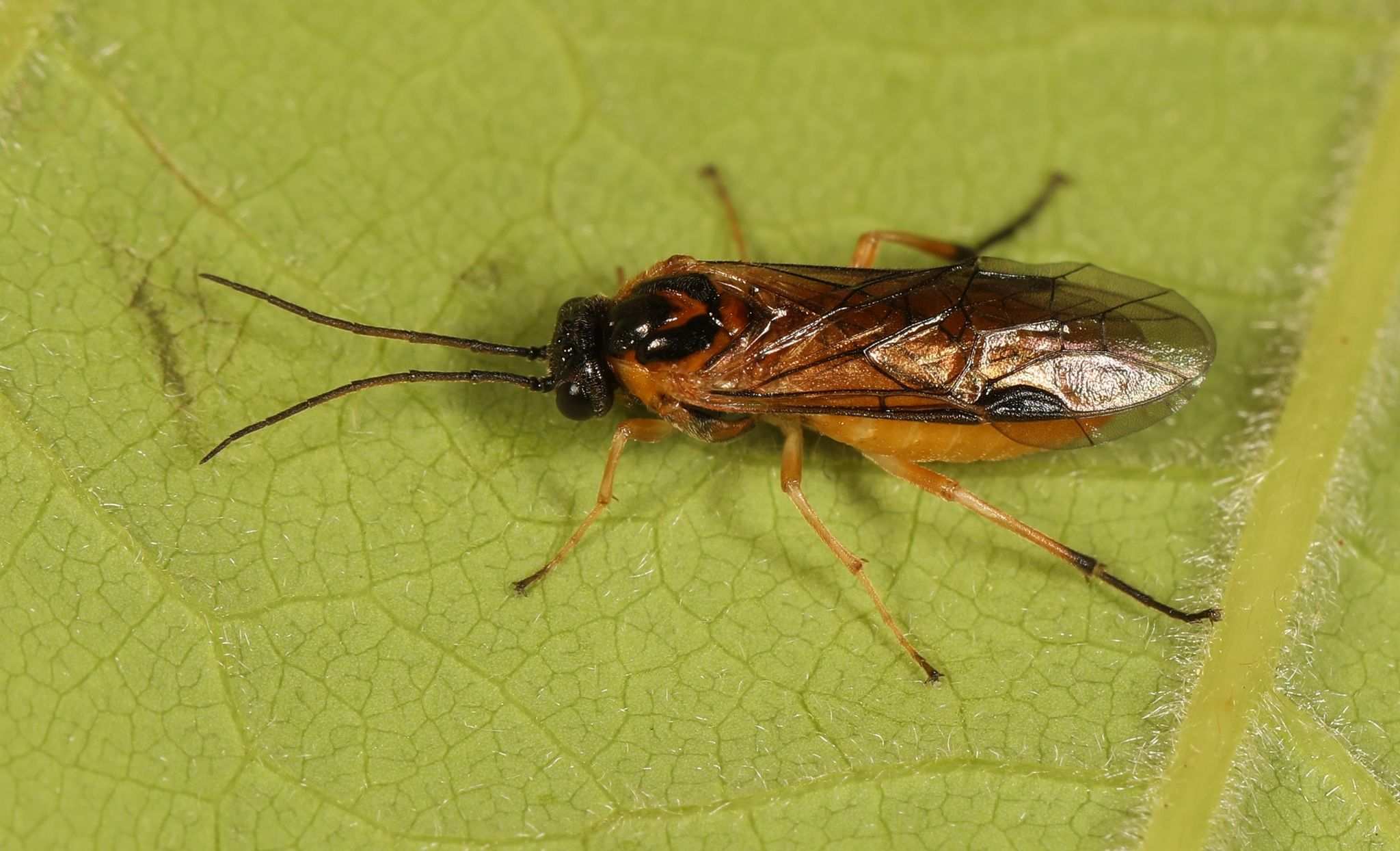 Euura ribesii