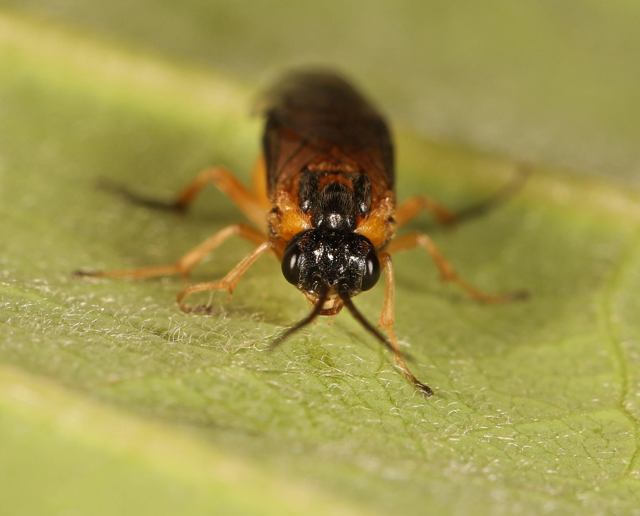 Euura ribesii