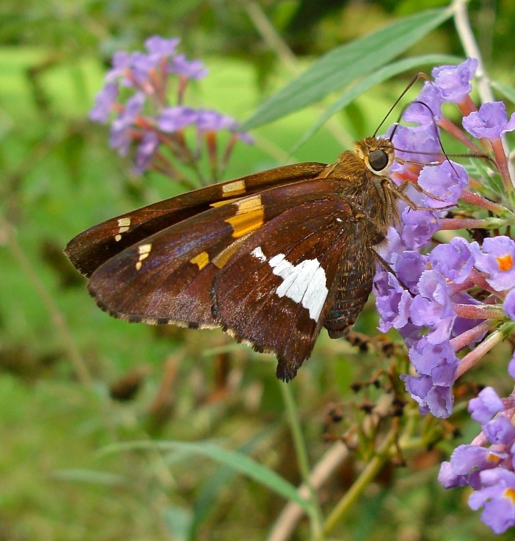 Epargyreus