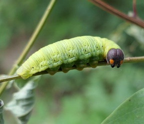 Epargyreus