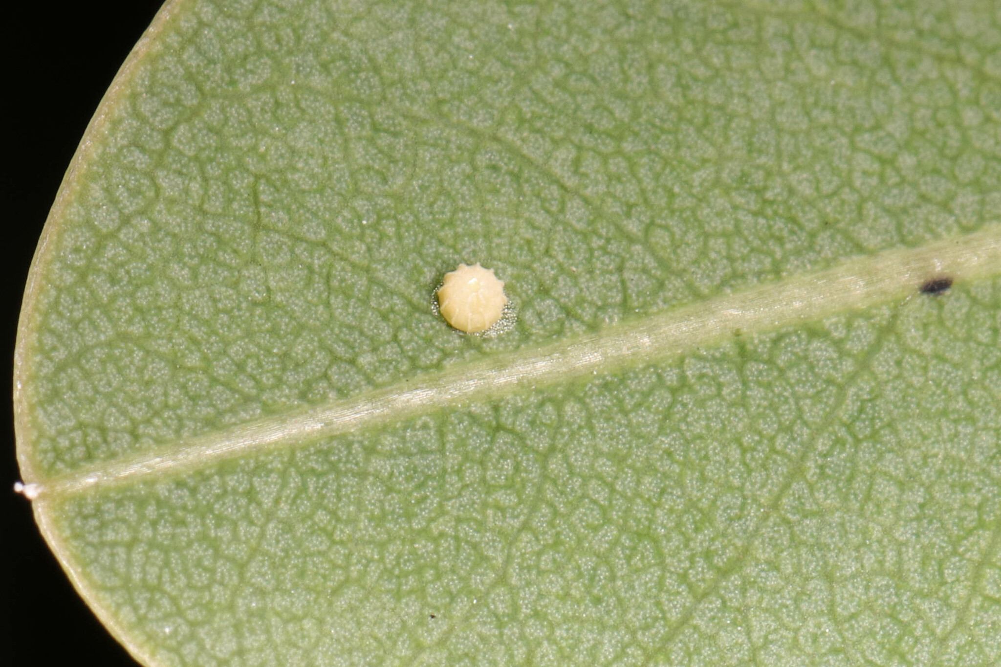 Epargyreus