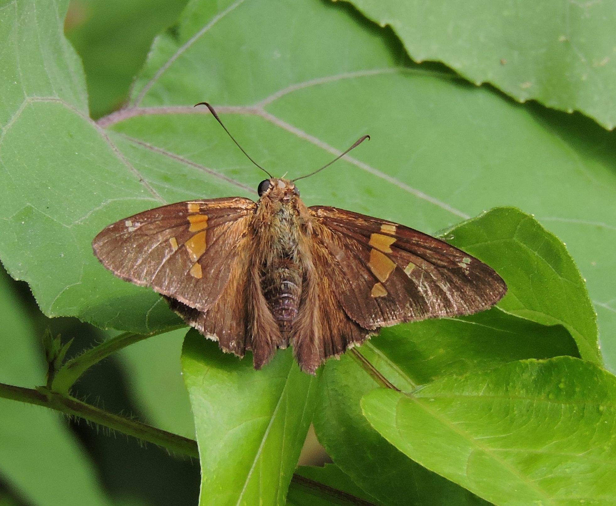 Epargyreus