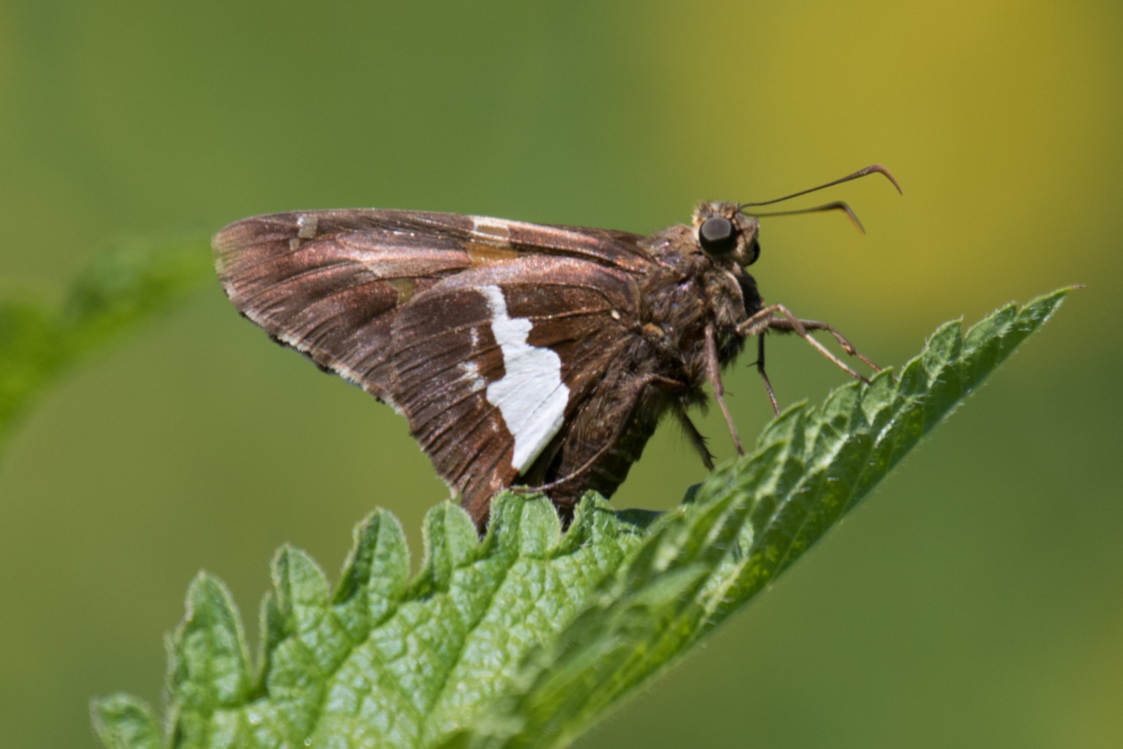 Epargyreus