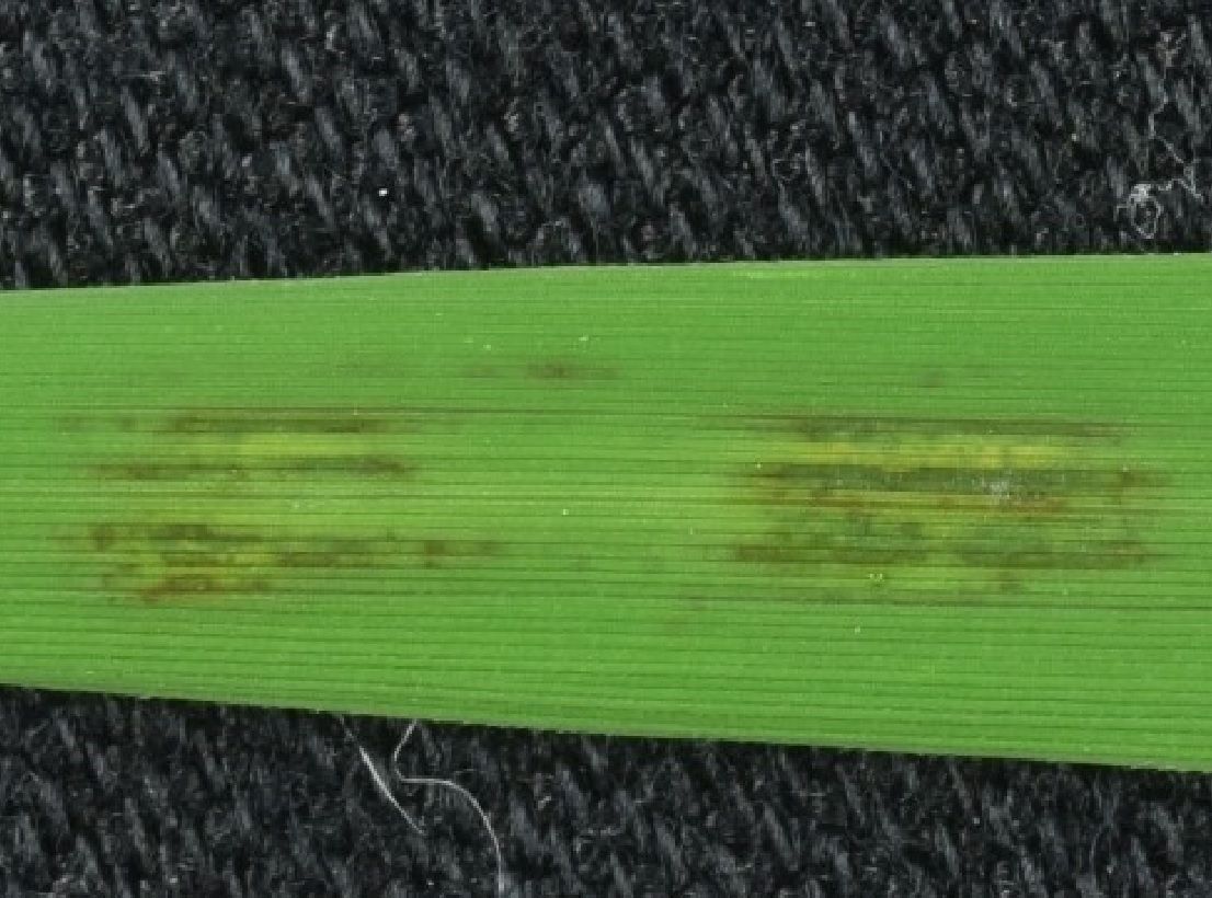 Albifimbria verrucaria