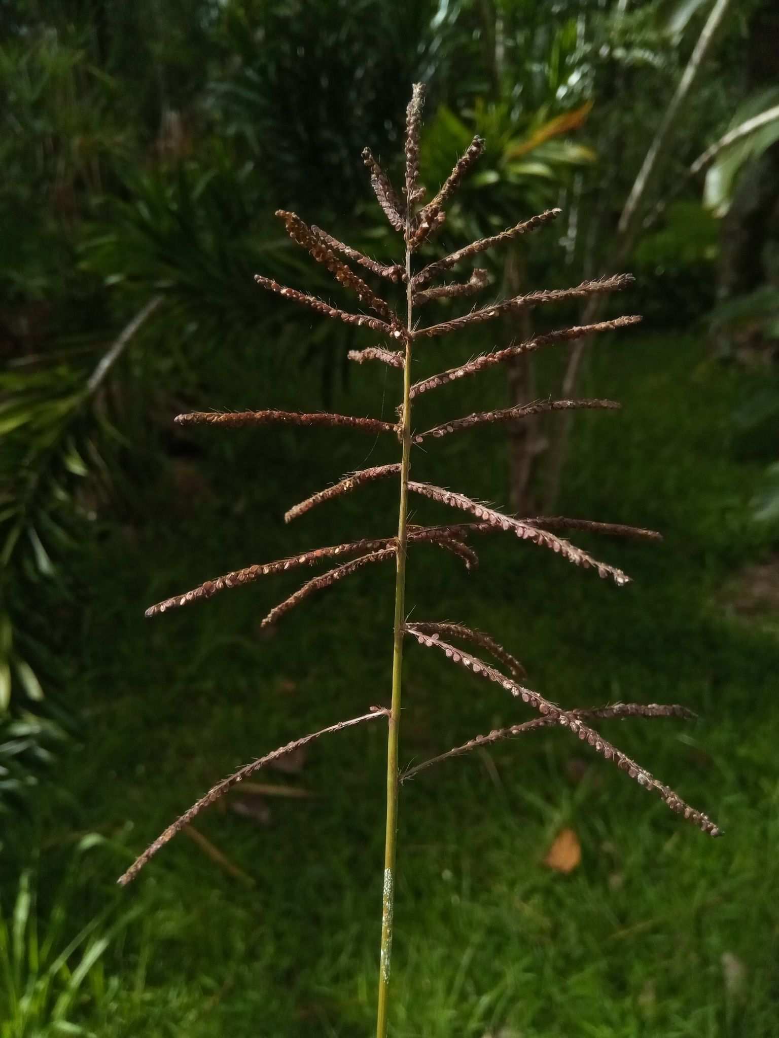Paspalum paniculatum