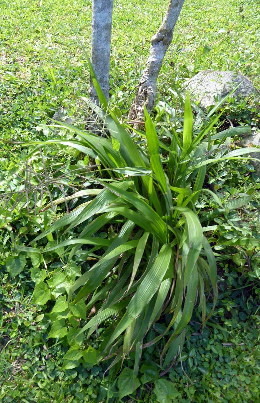 Paspalum paniculatum