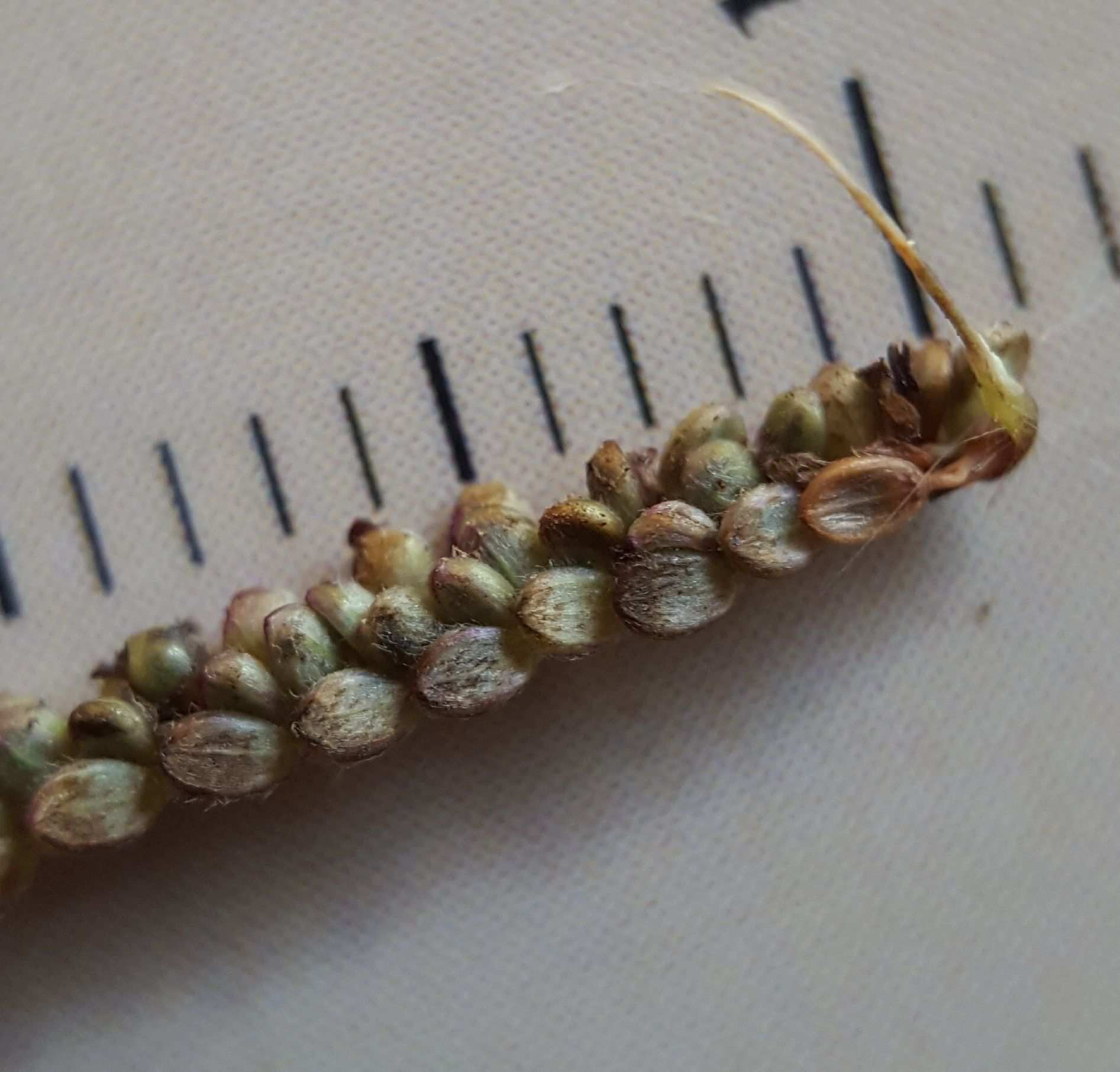 Paspalum paniculatum