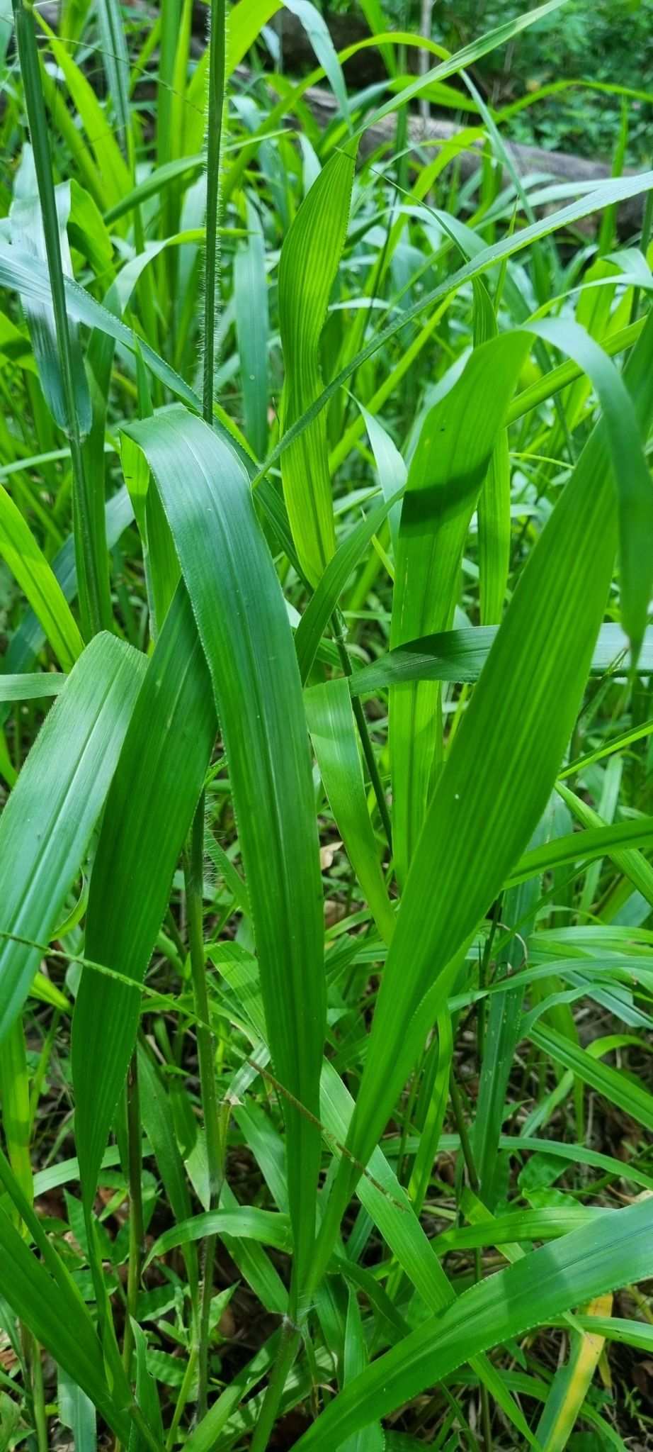 Paspalum paniculatum