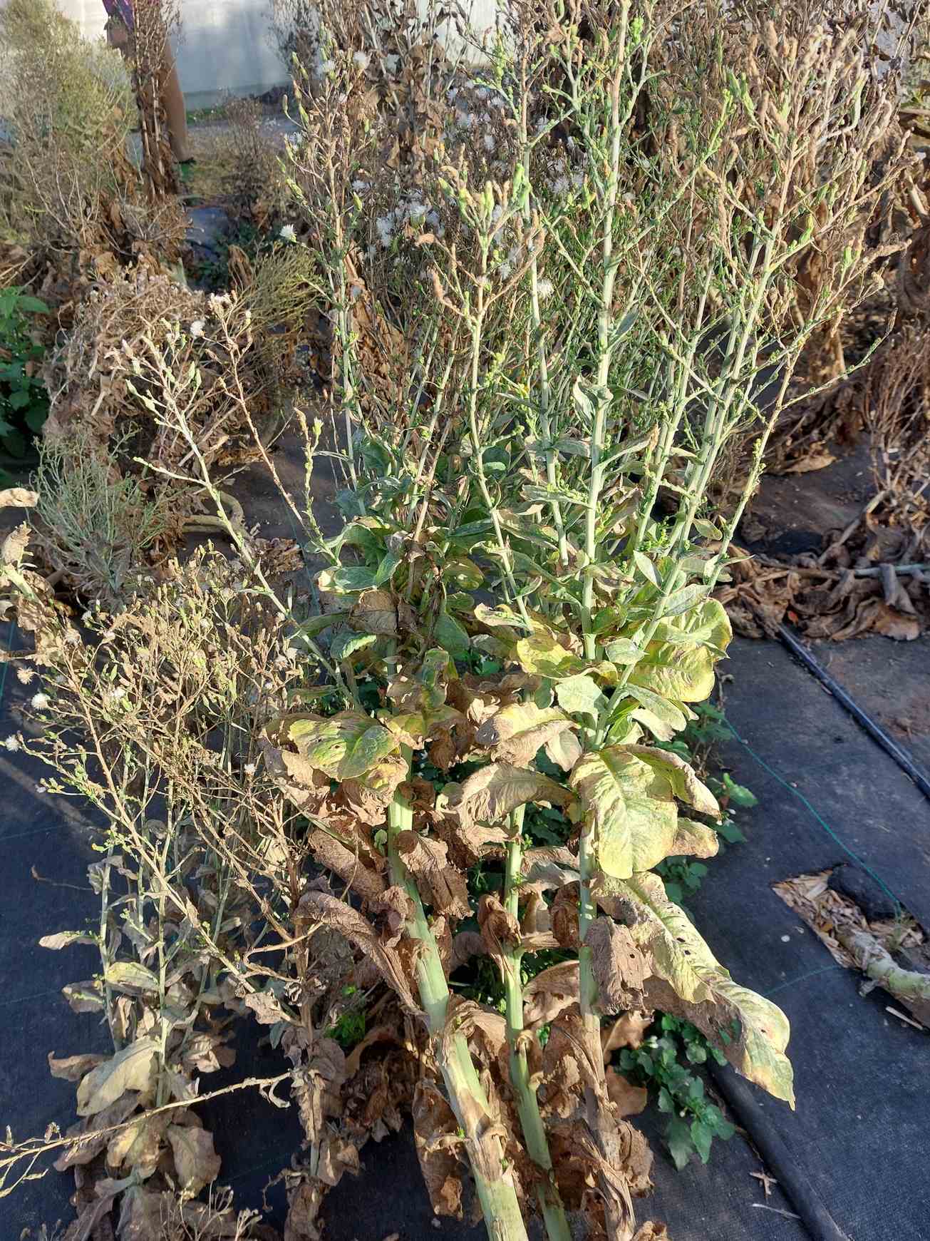 Lettuce mosaic virus