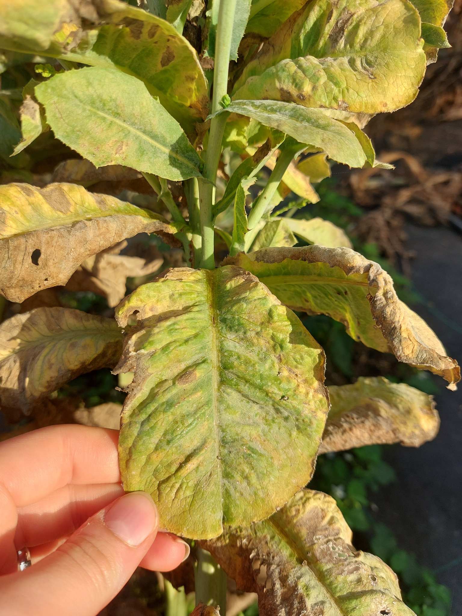 Lettuce mosaic virus
