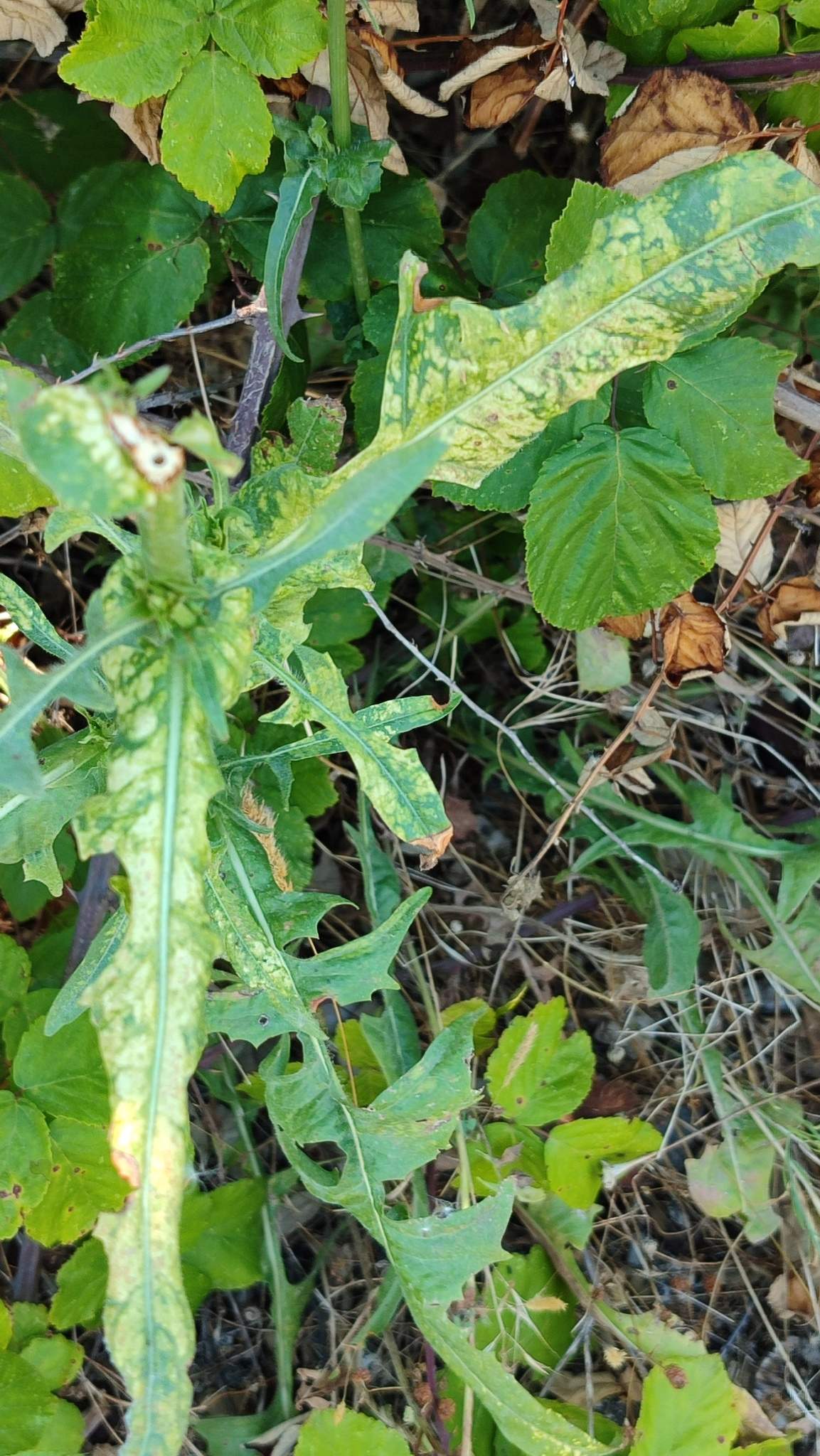 Lettuce mosaic virus