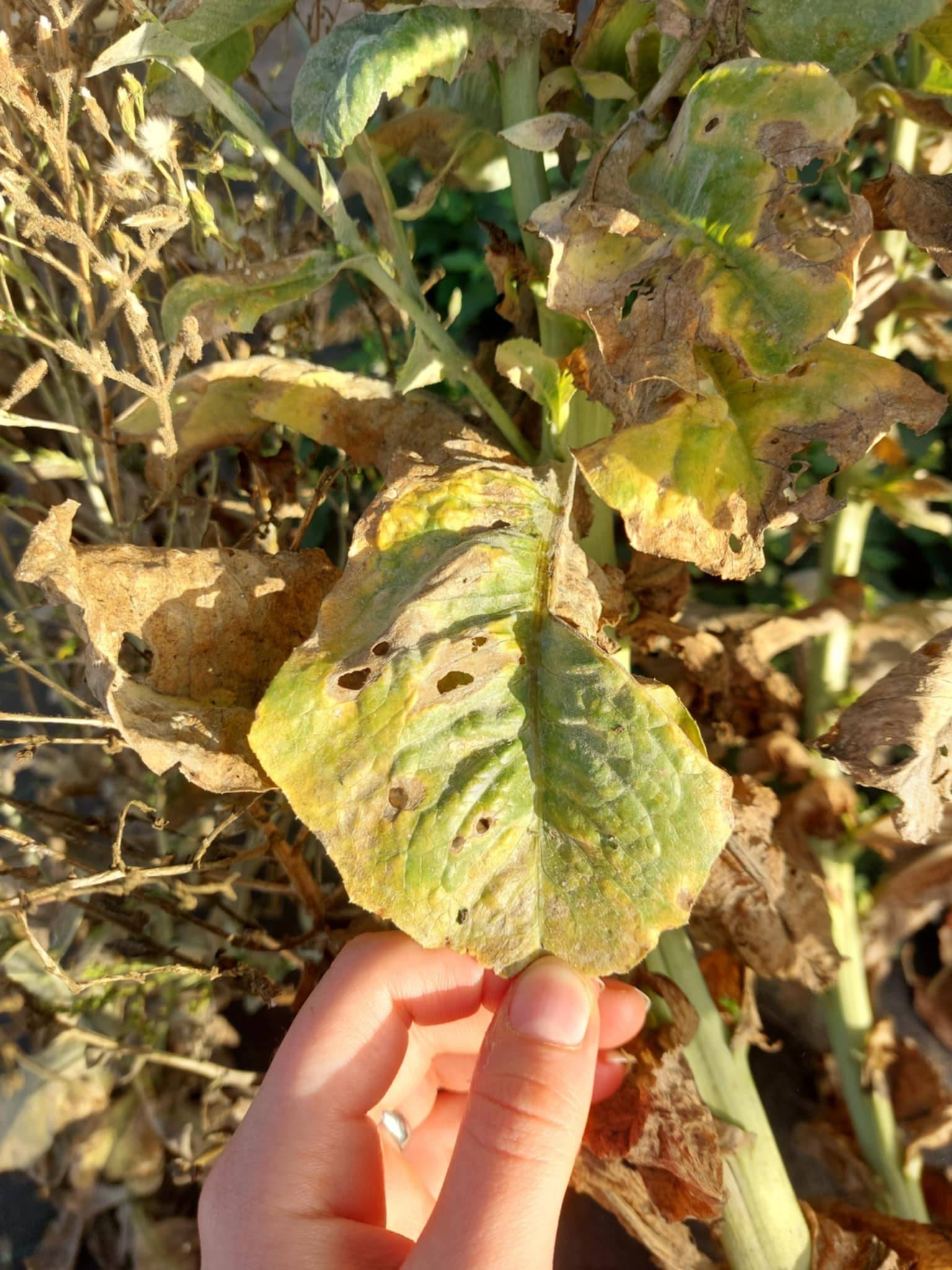 Lettuce mosaic virus
