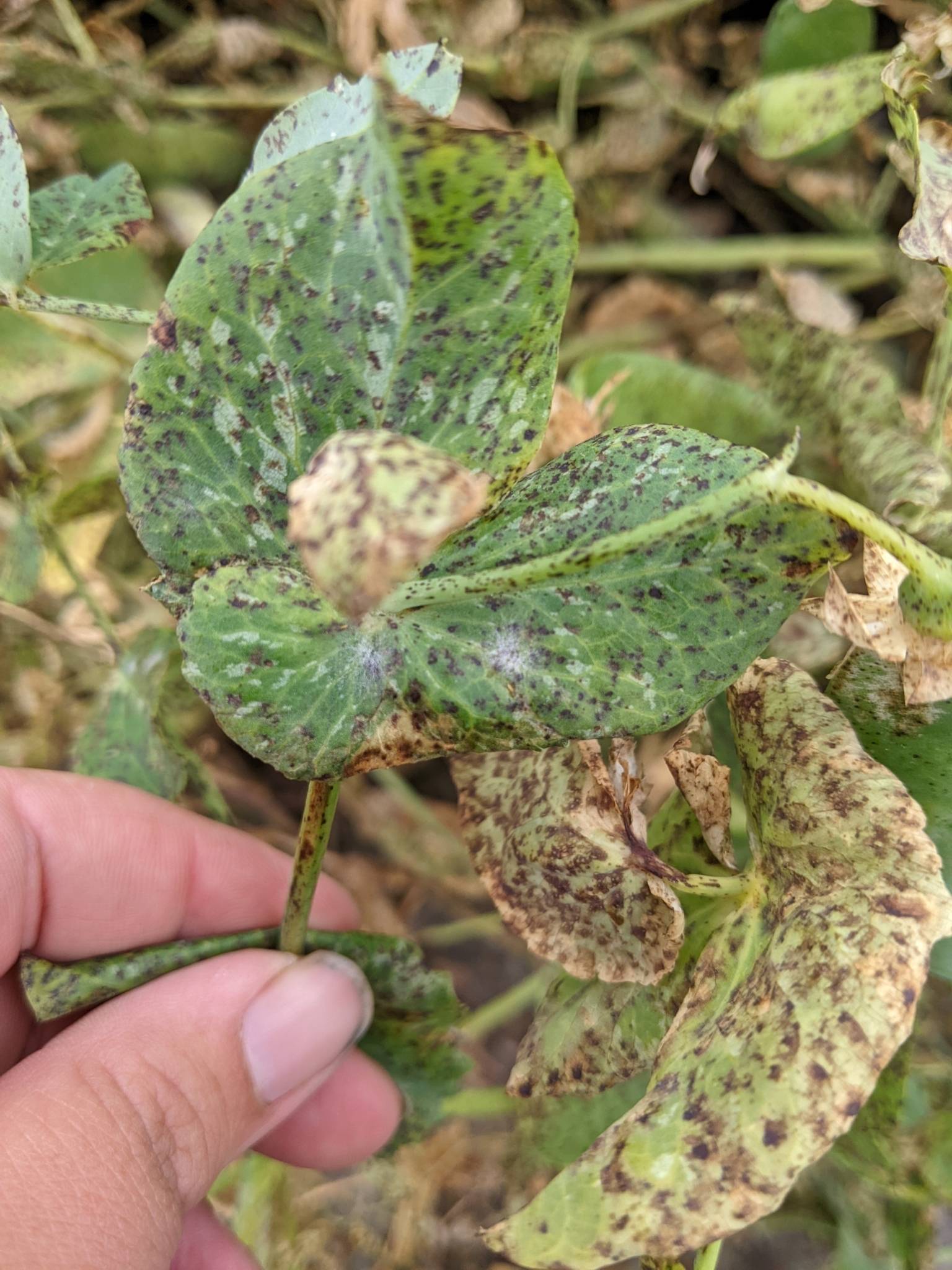 Didymella pinodes