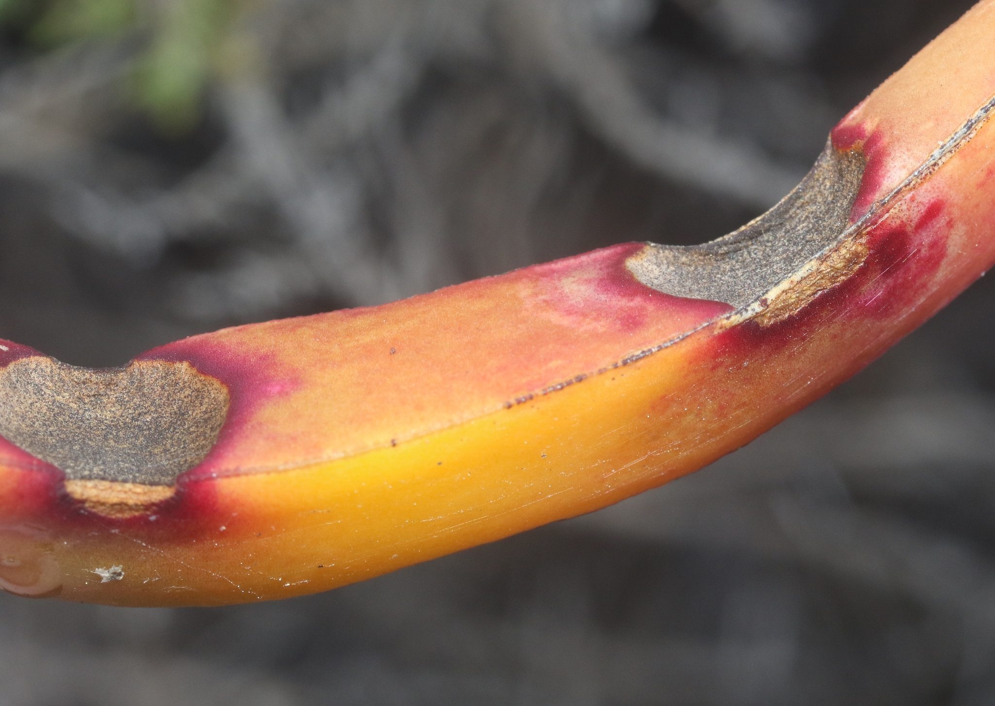 Phytophthora cryptogea