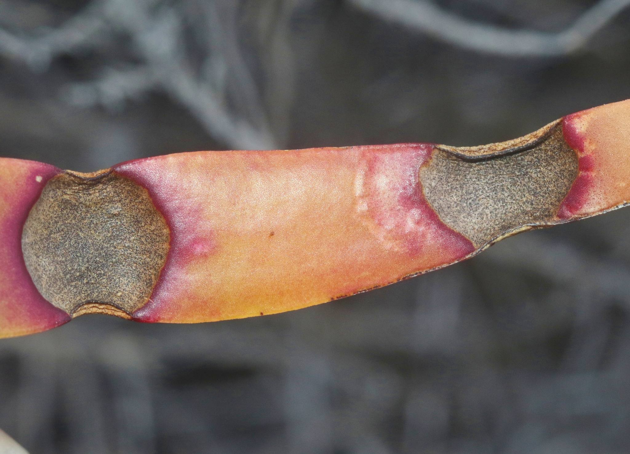 Phytophthora cryptogea