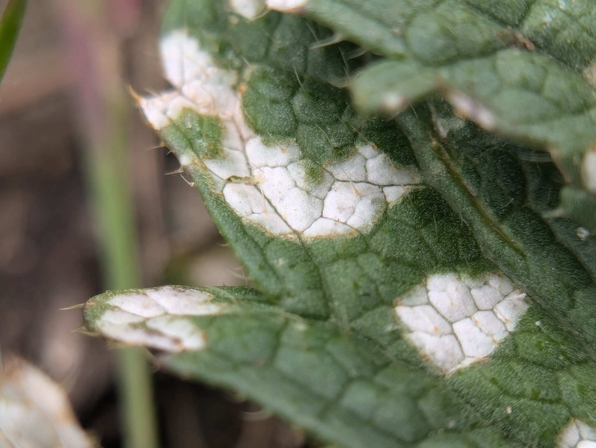 Cercospora brassicicola
