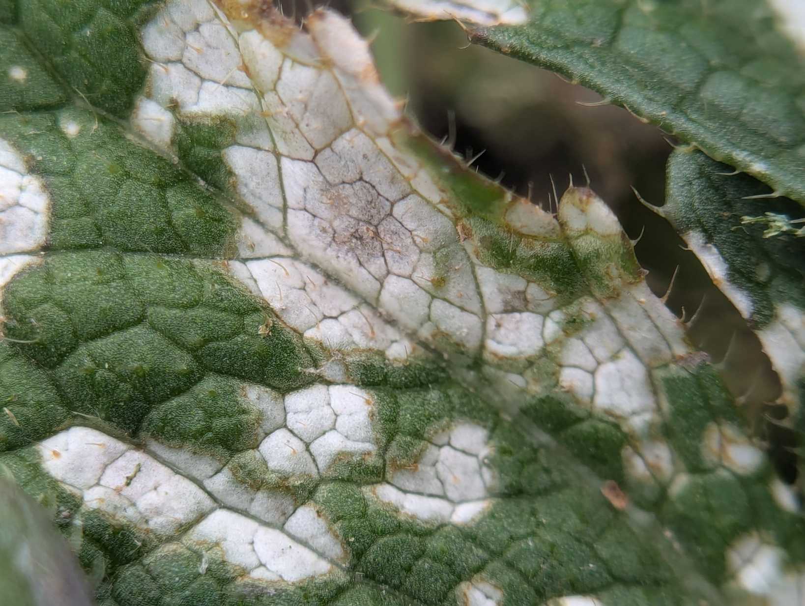 Cercospora brassicicola