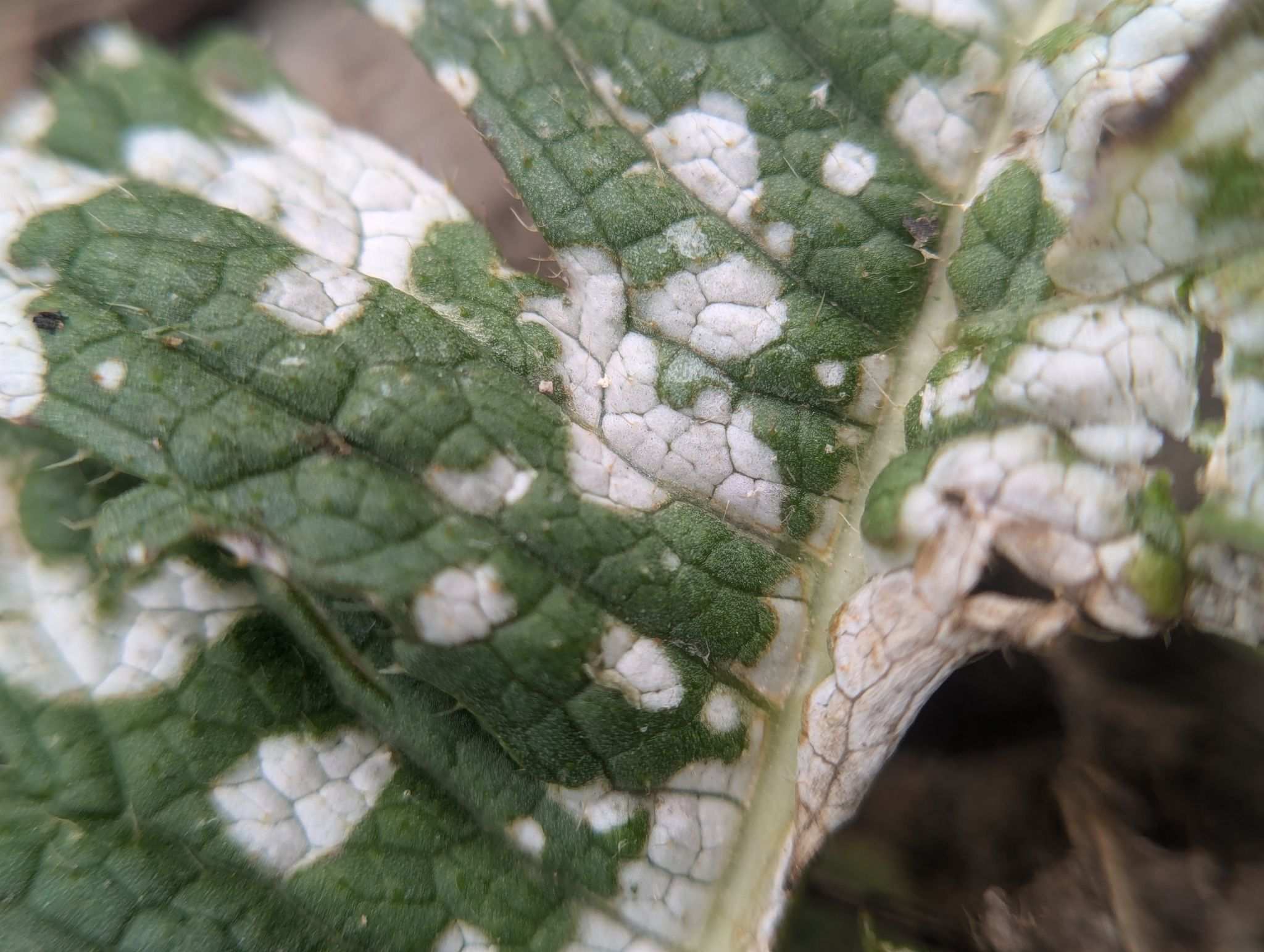 Cercospora brassicicola