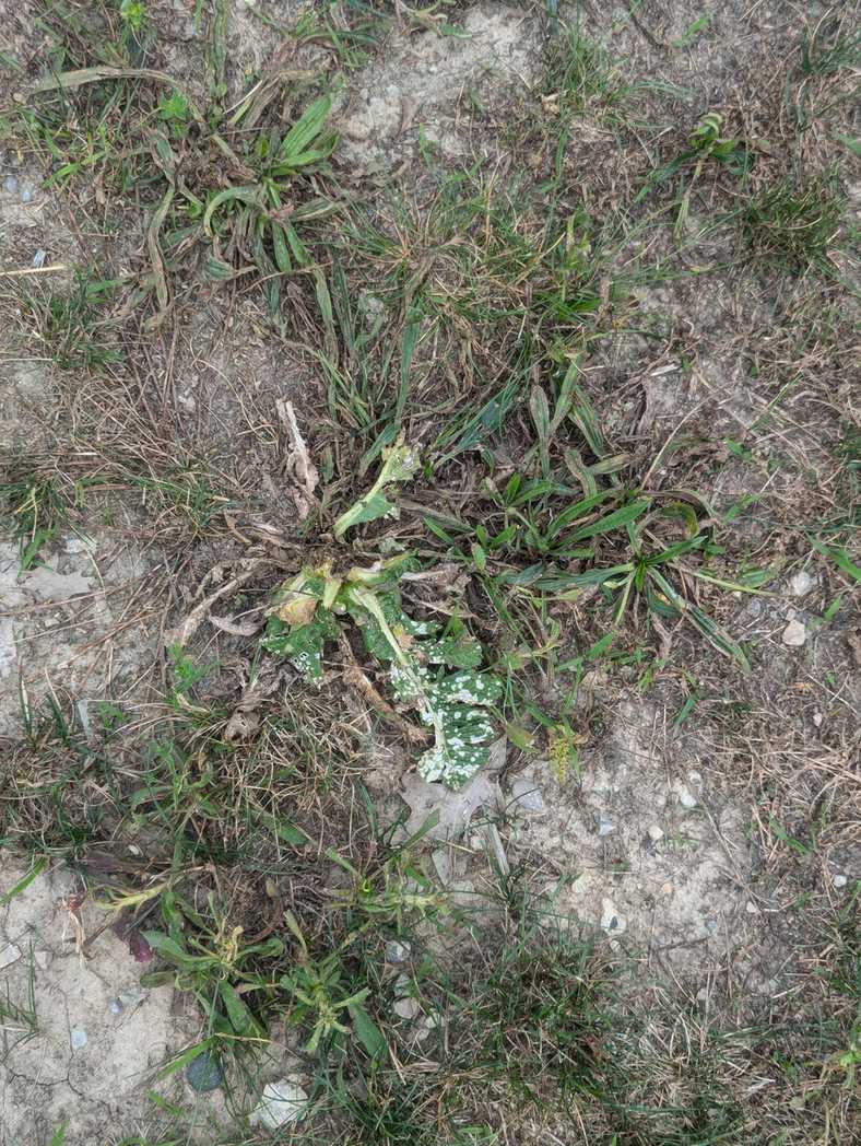 Cercospora brassicicola