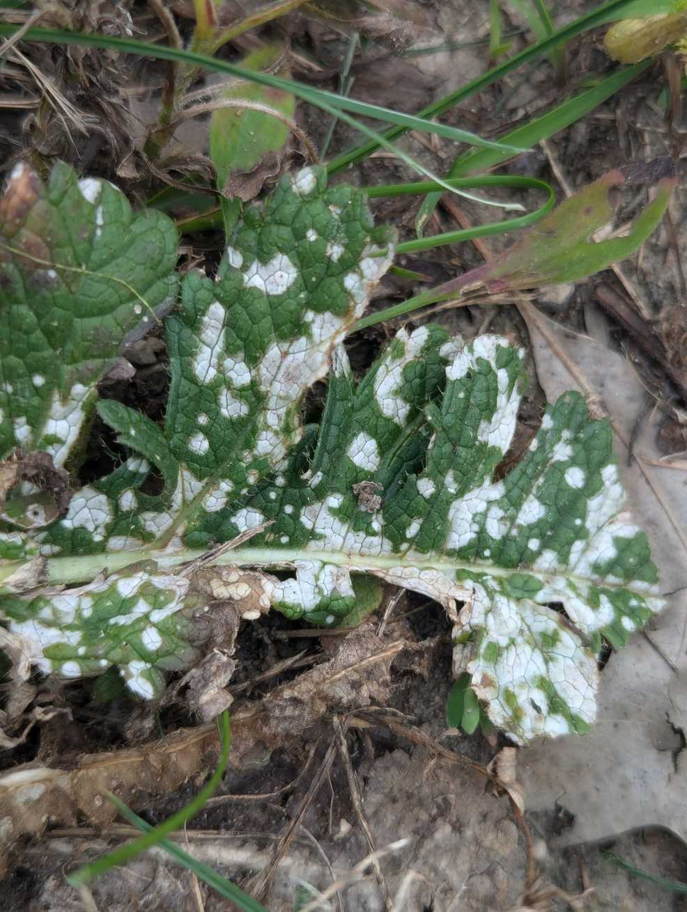 Cercospora brassicicola