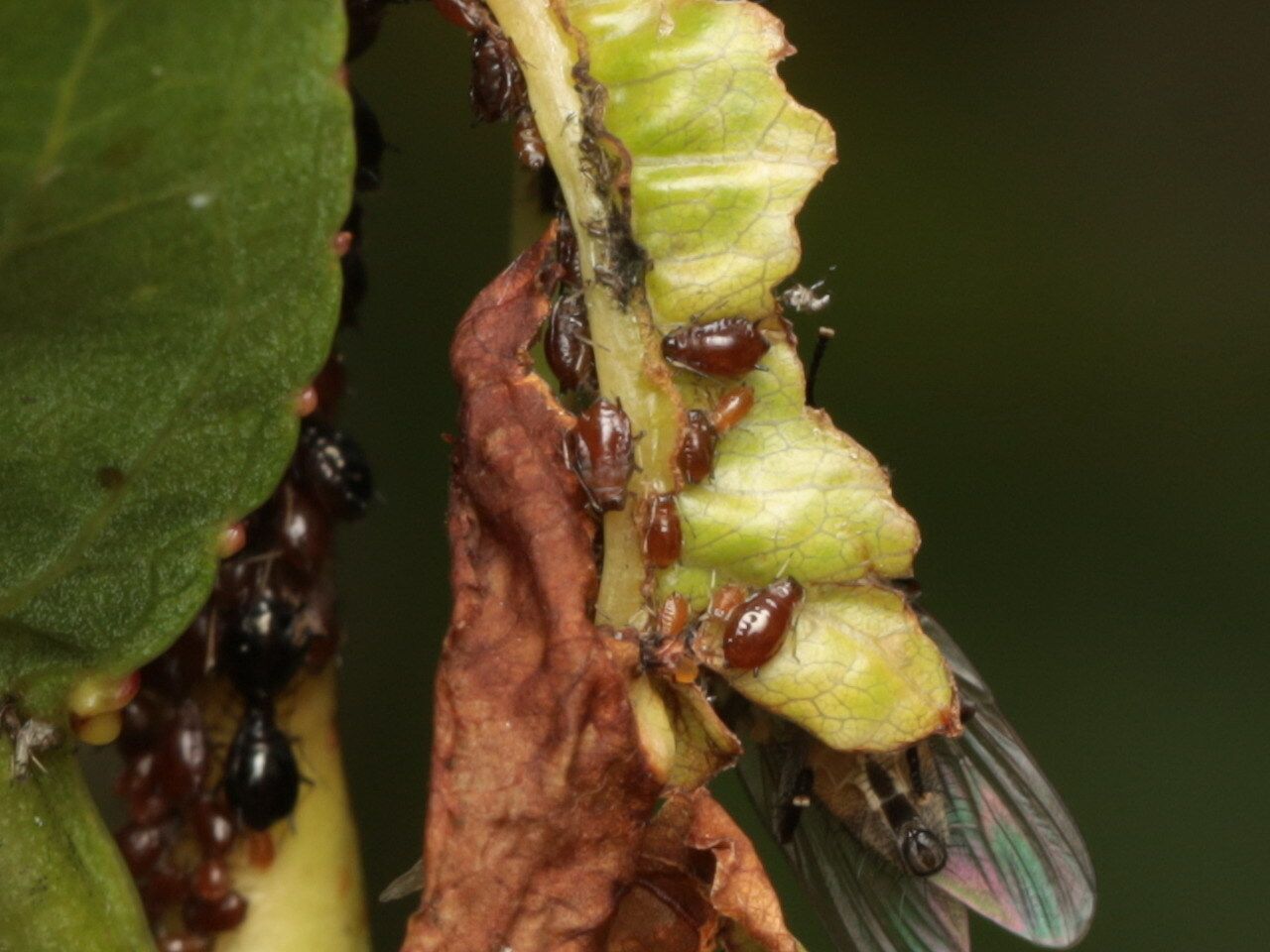 Brachycaudus persicae