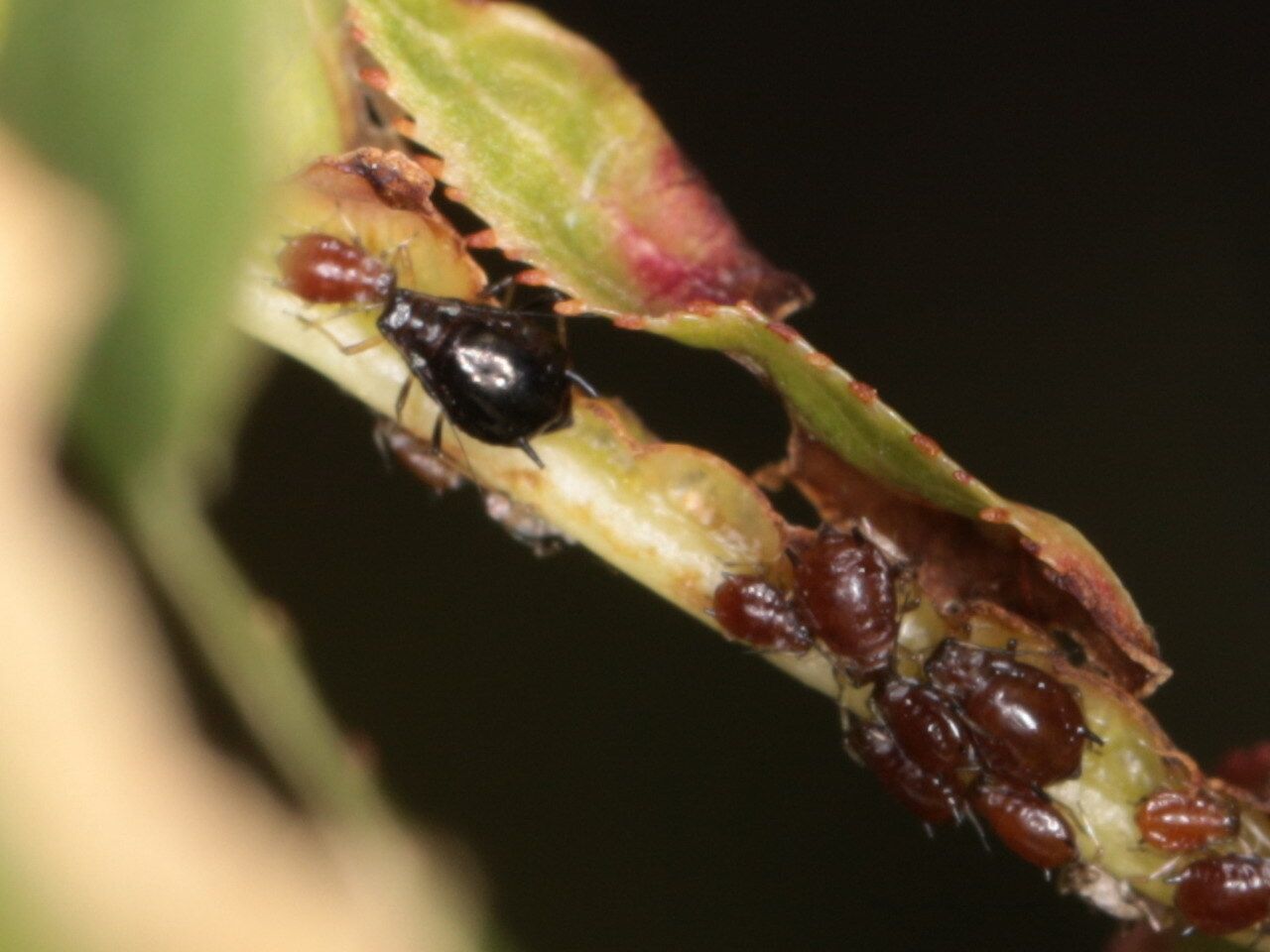 Brachycaudus persicae