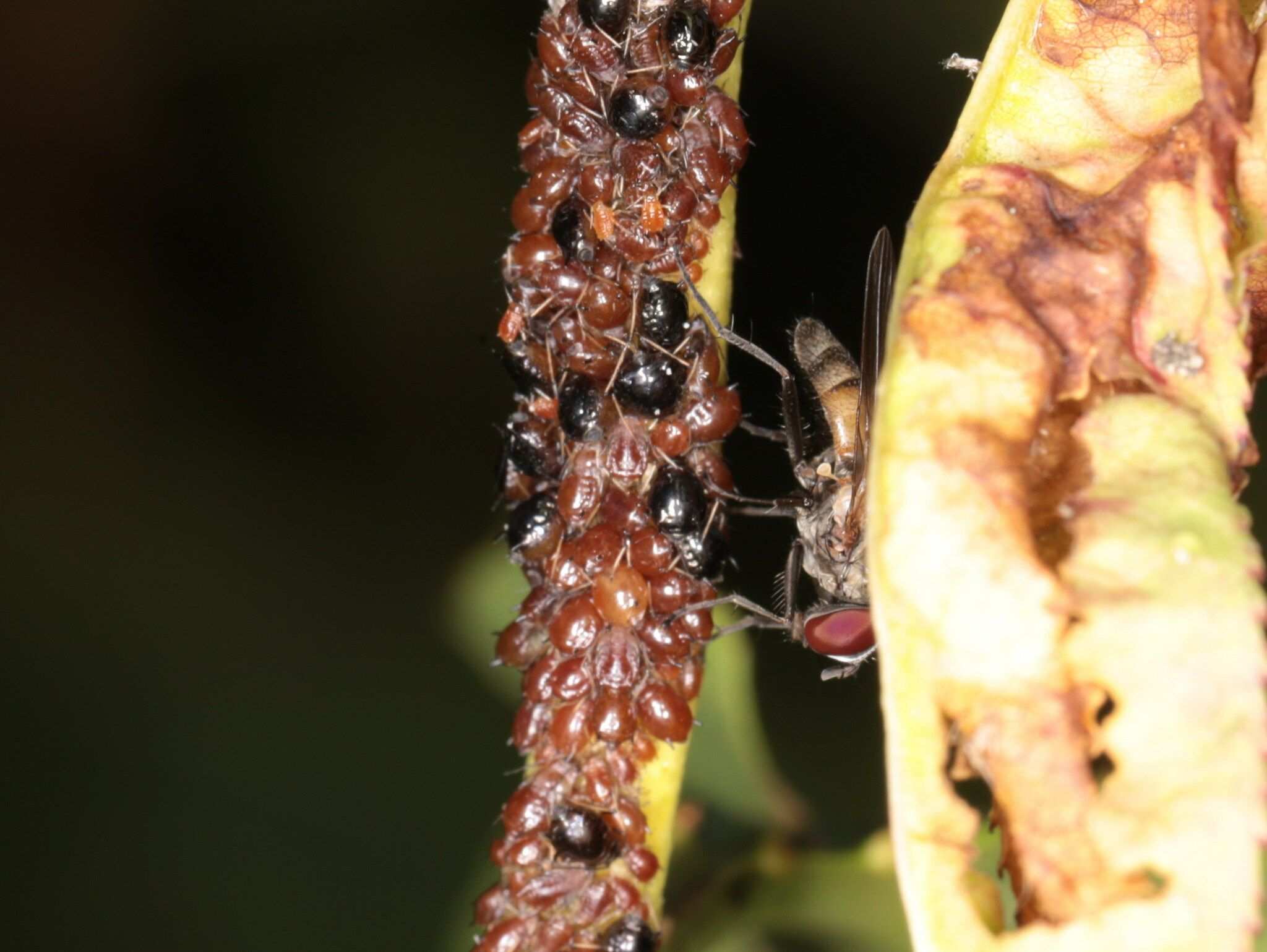Brachycaudus persicae