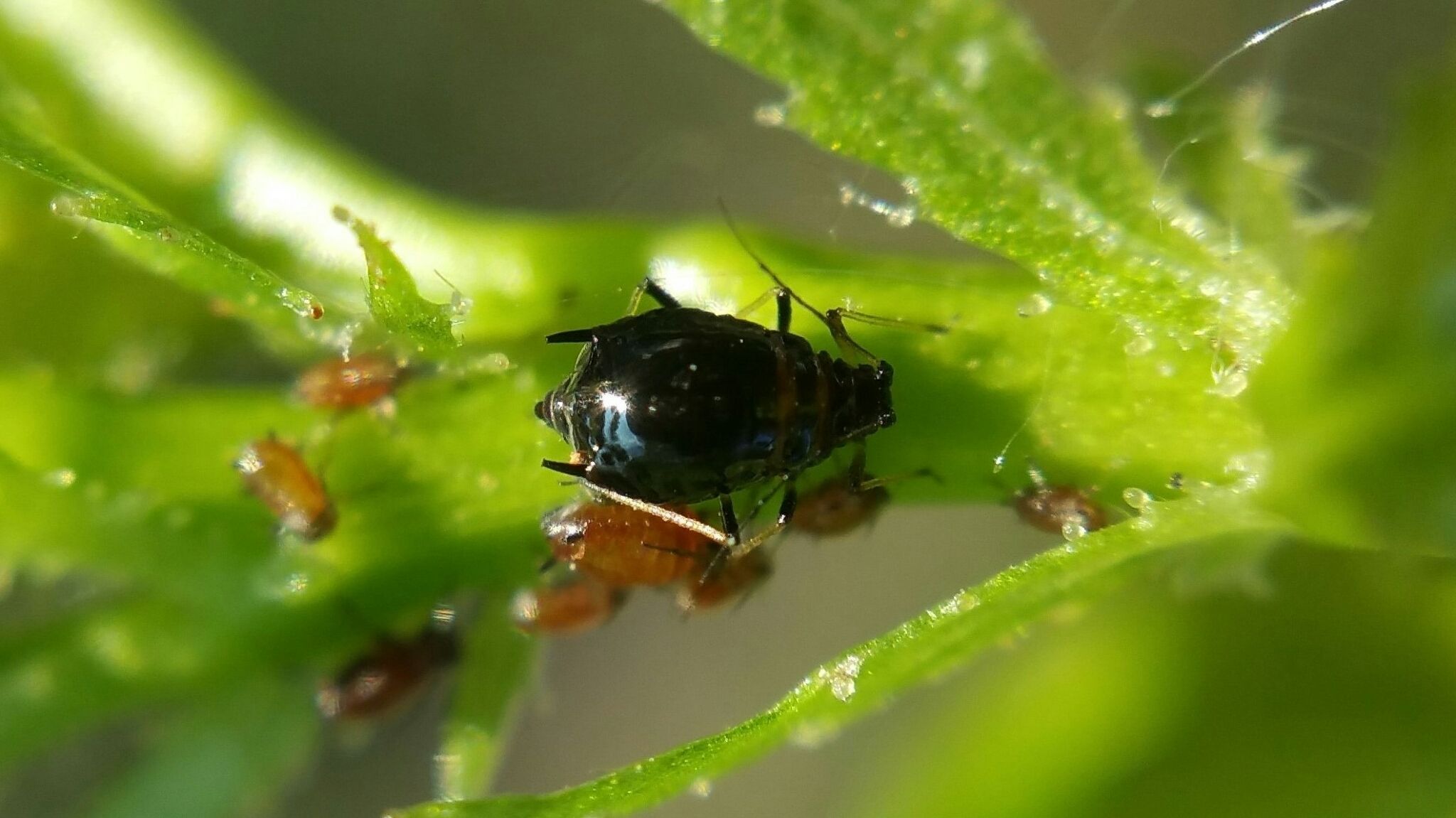 Brachycaudus persicae