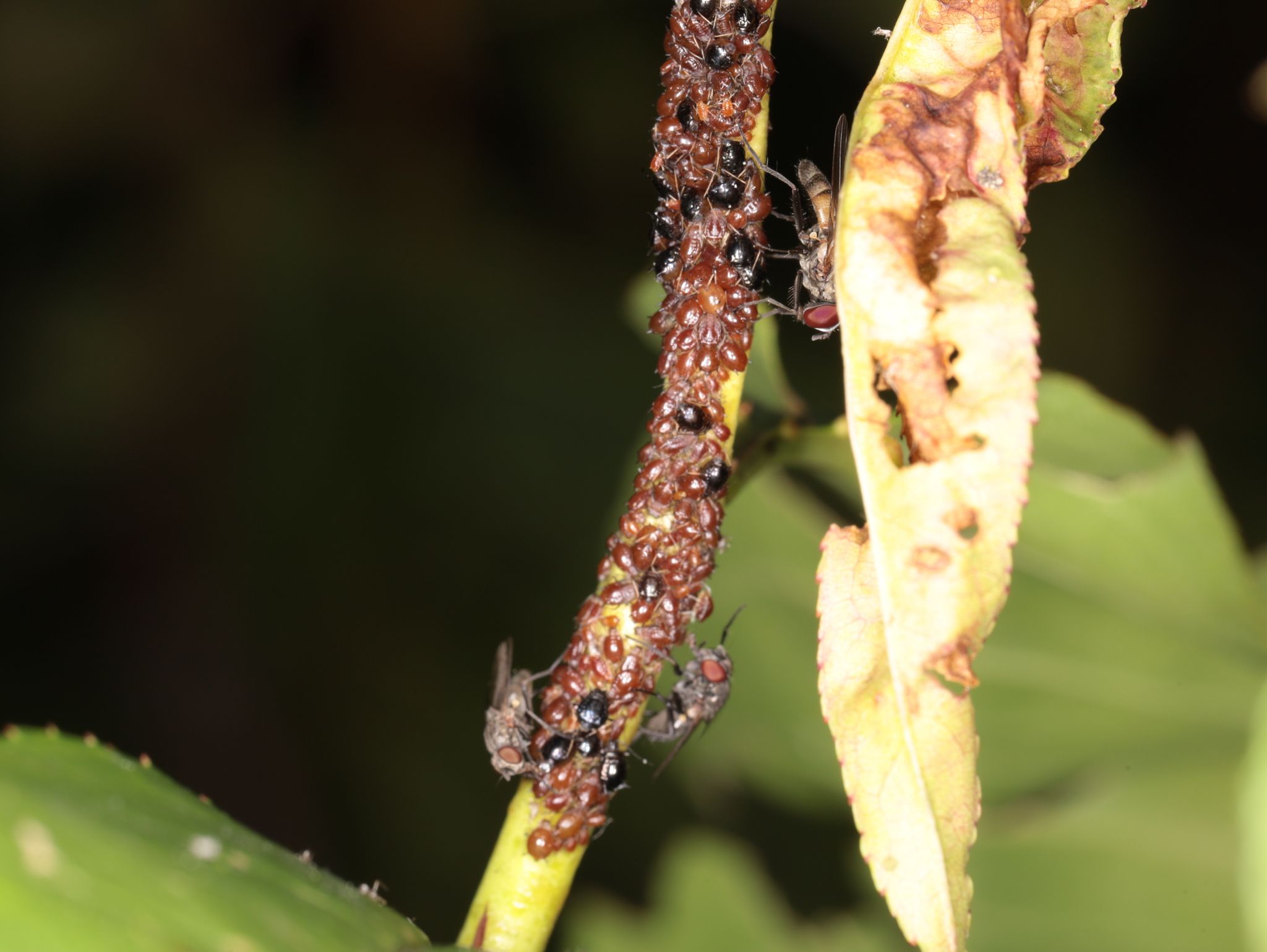 Brachycaudus persicae