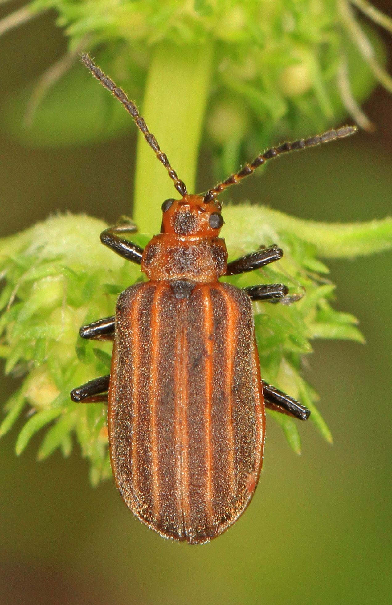 Neolochmaea