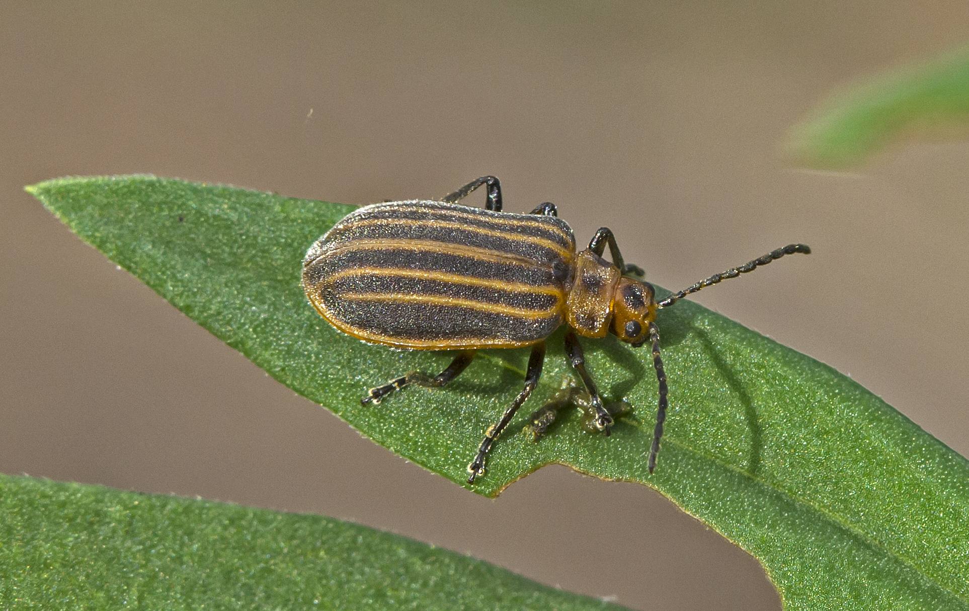 Neolochmaea