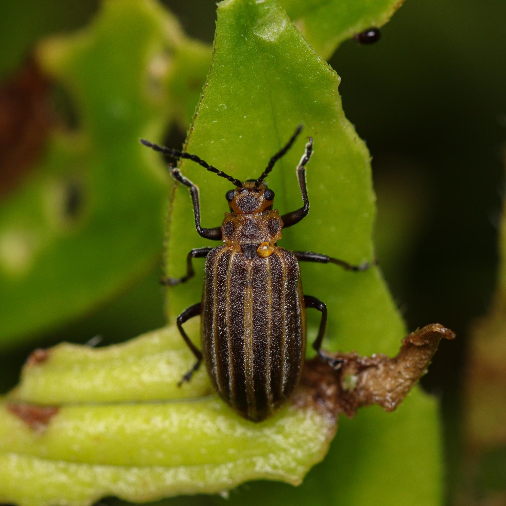 Neolochmaea