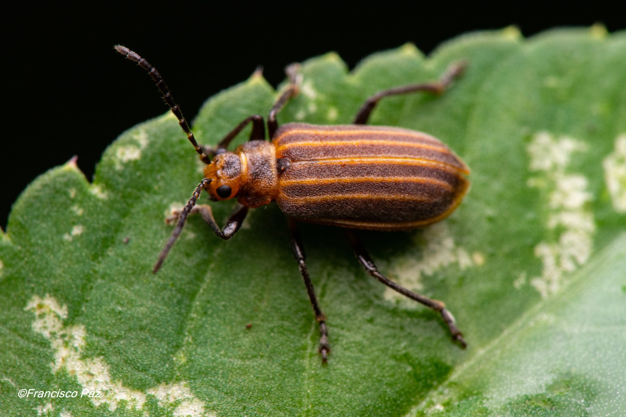Neolochmaea