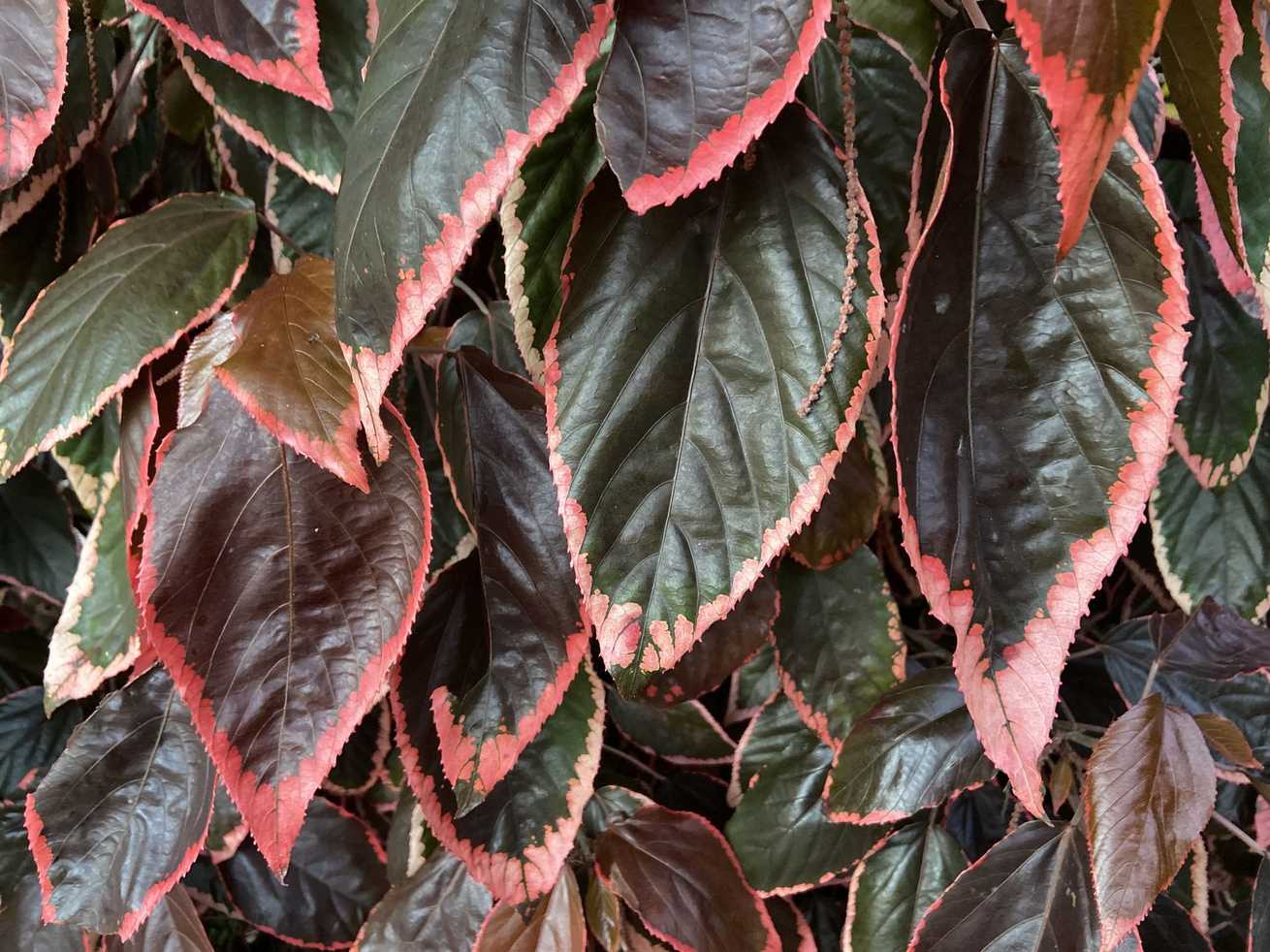 Acalypha amentacea