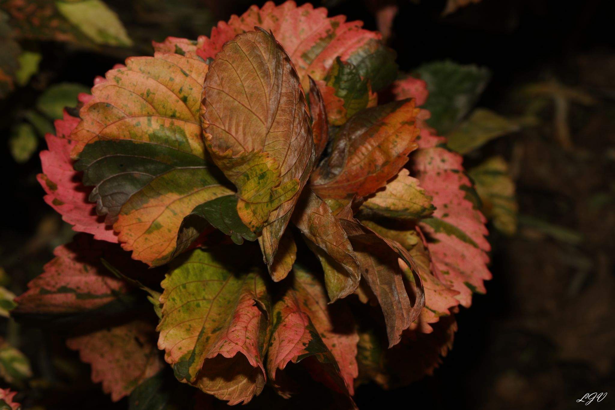 Acalypha amentacea